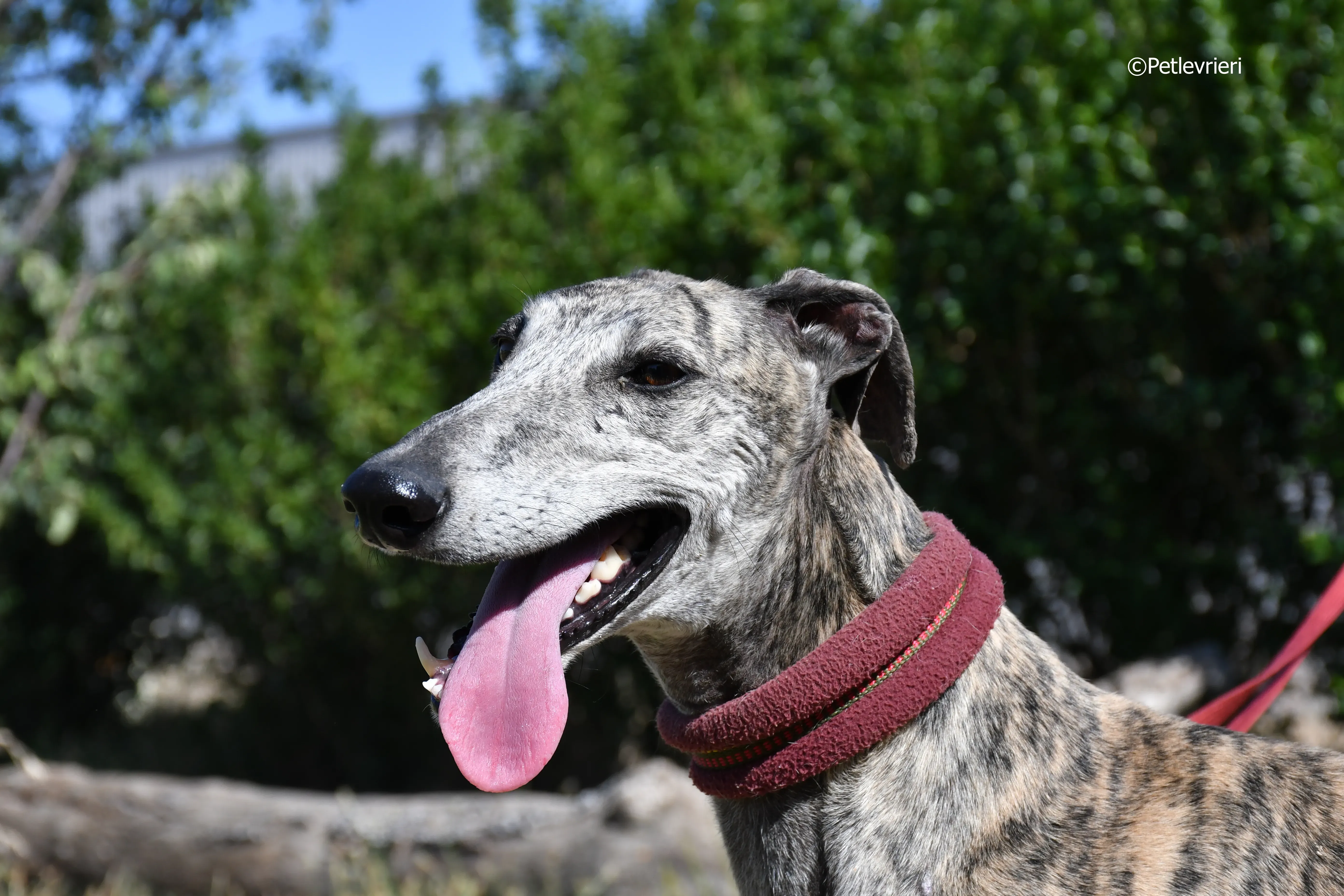 turco adozione levrieri galgo 19