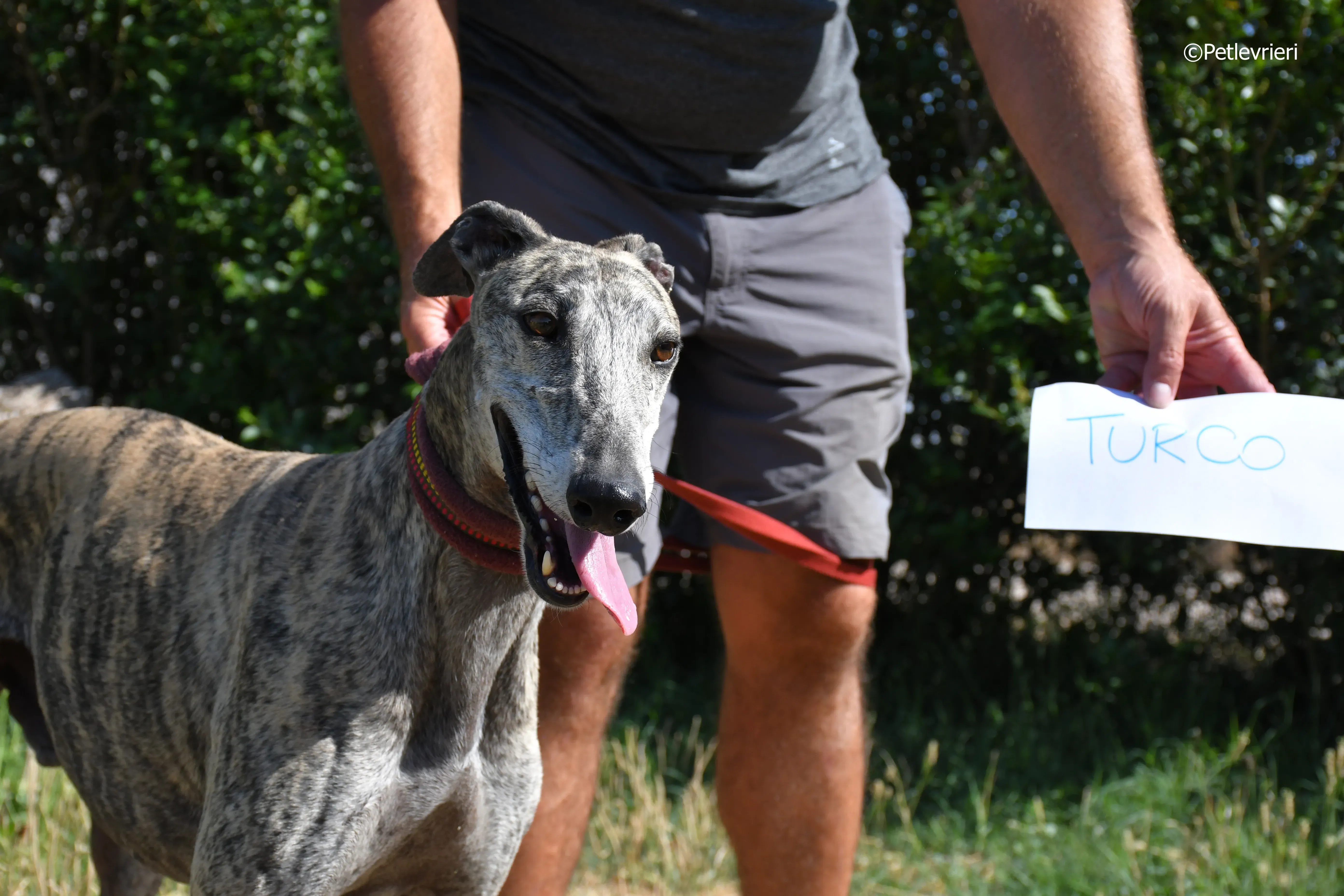 turco adozione levrieri galgo 2