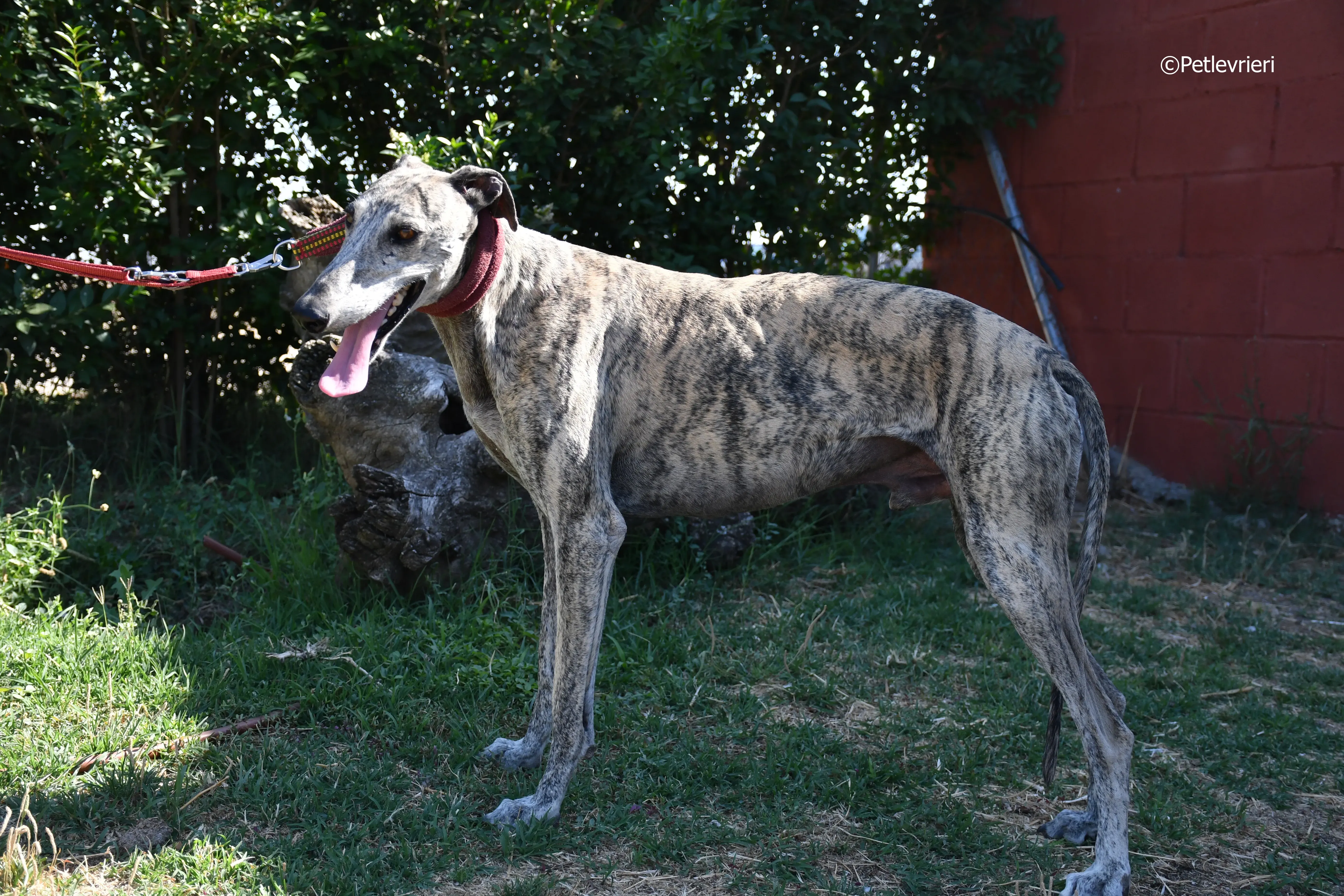 turco adozione levrieri galgo 20