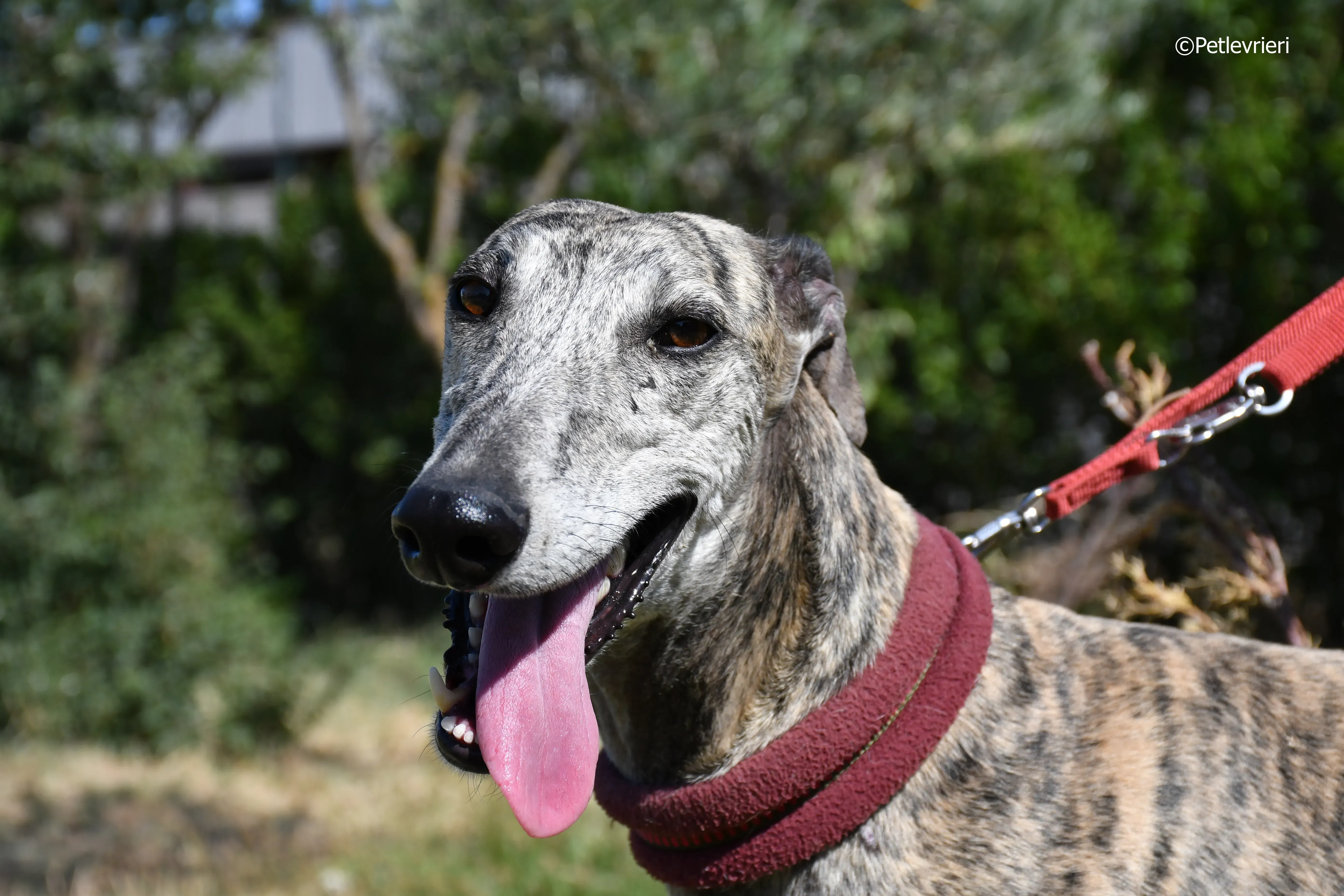 turco adozione levrieri galgo 21