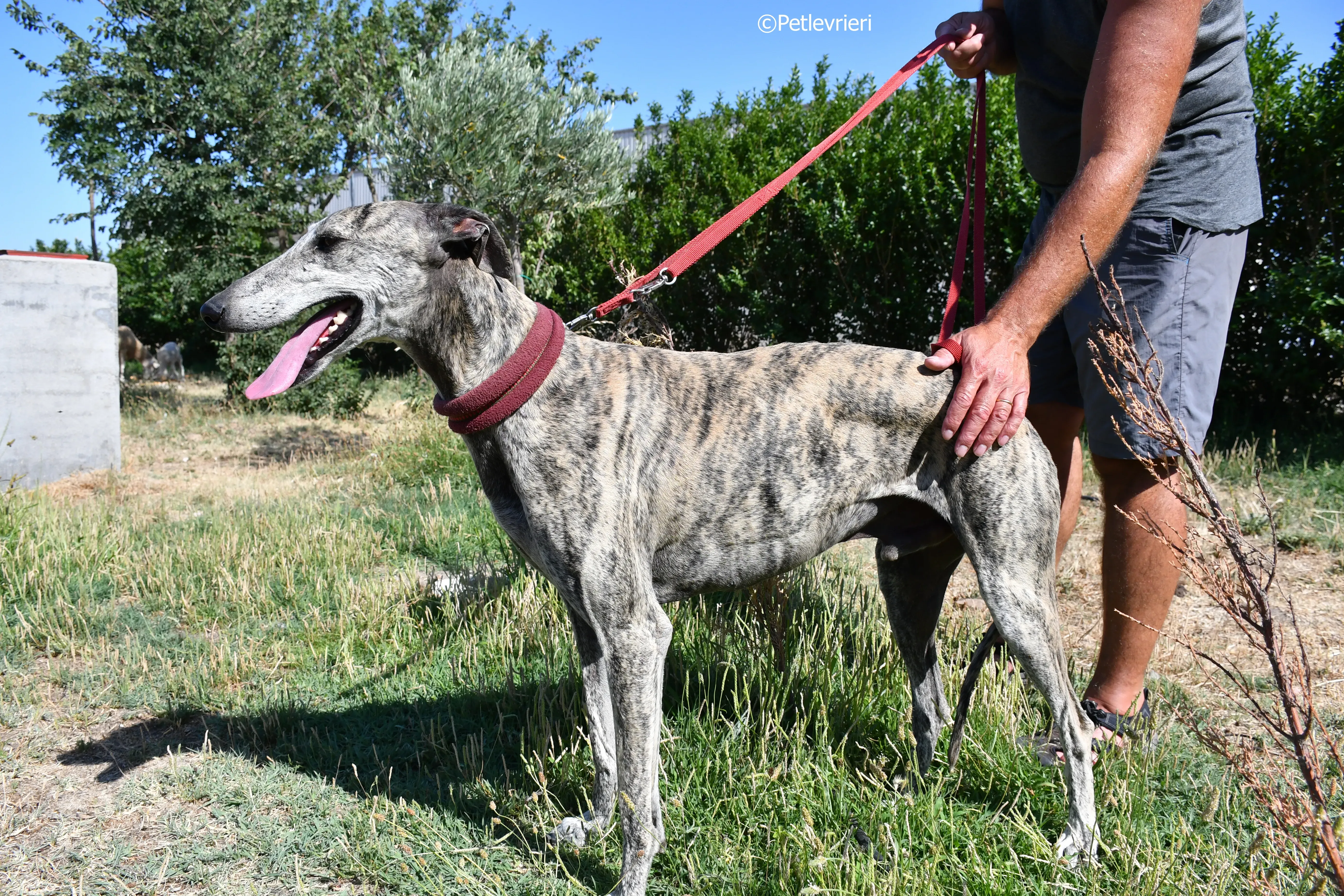 turco adozione levrieri galgo 22