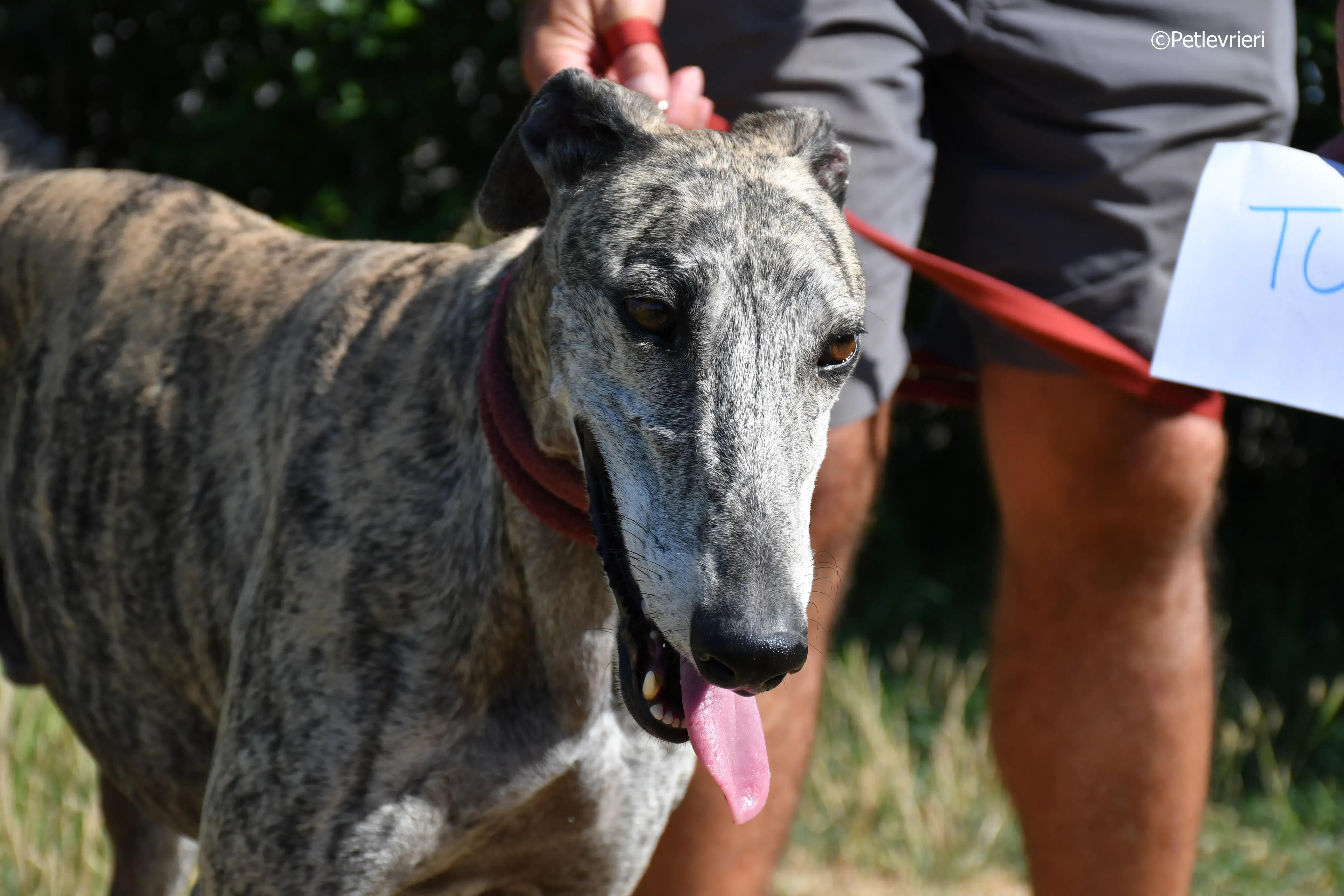 turco adozione levrieri galgo 3