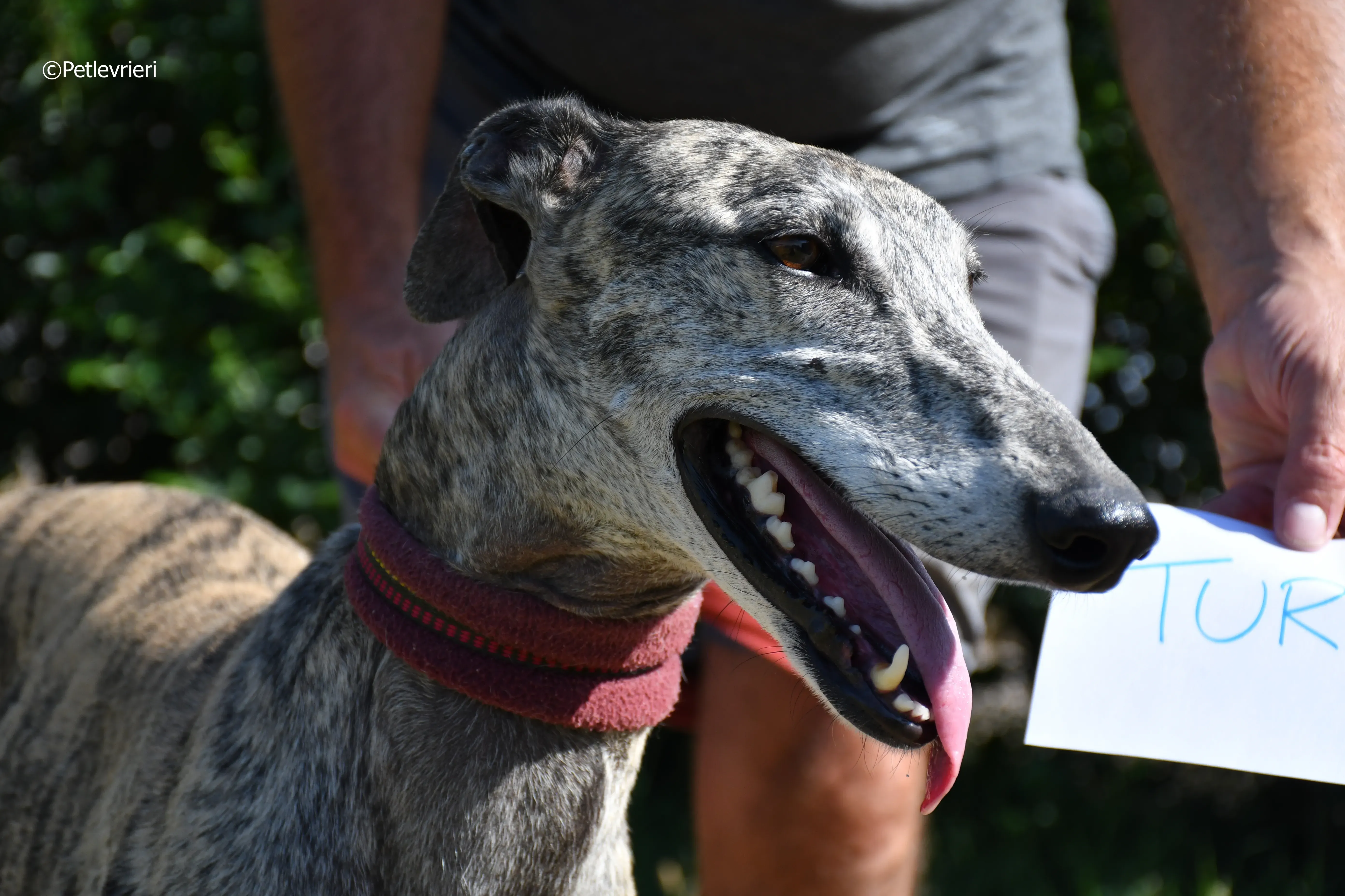 turco adozione levrieri galgo 5