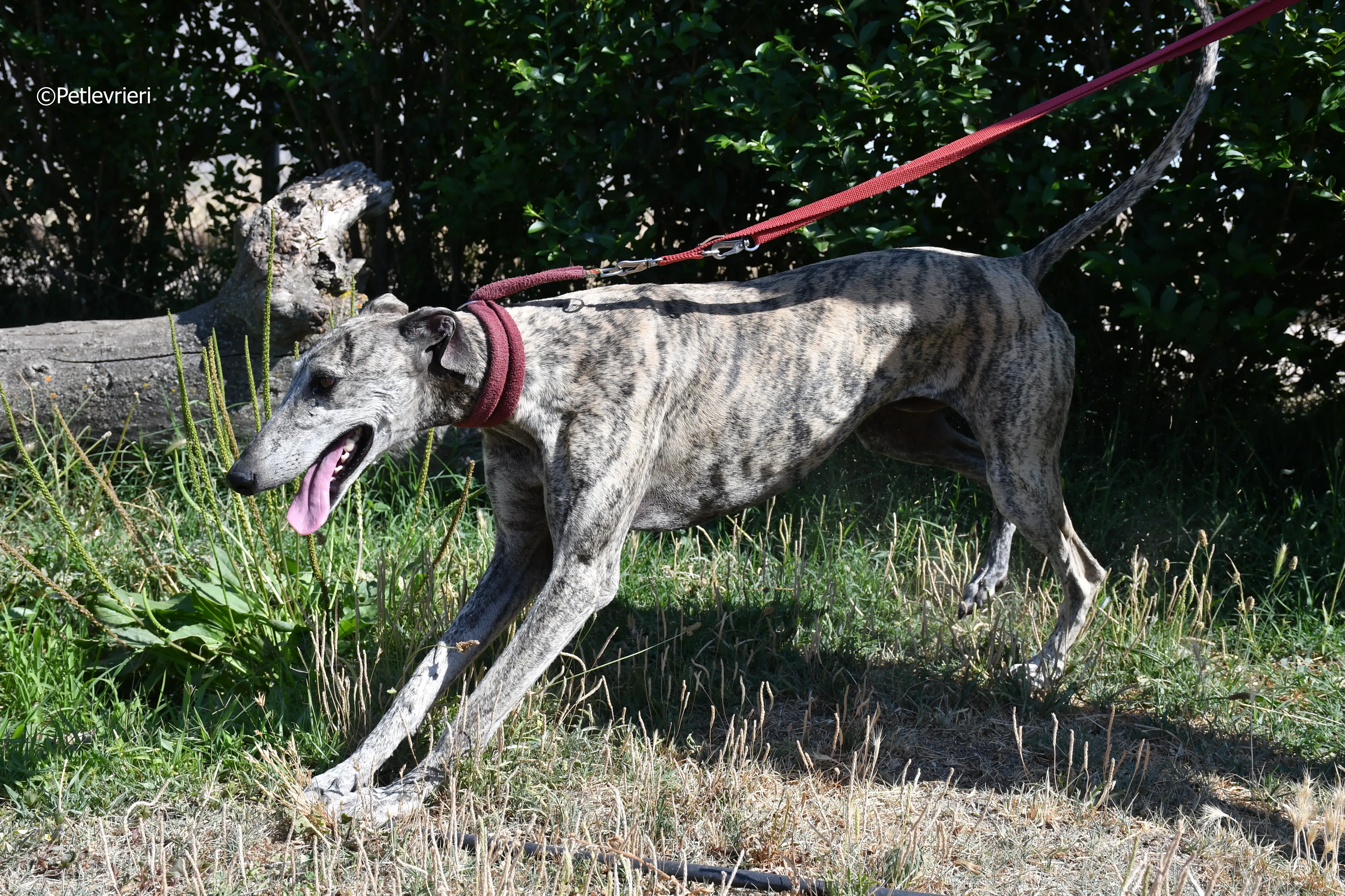 turco adozione levrieri galgo 6