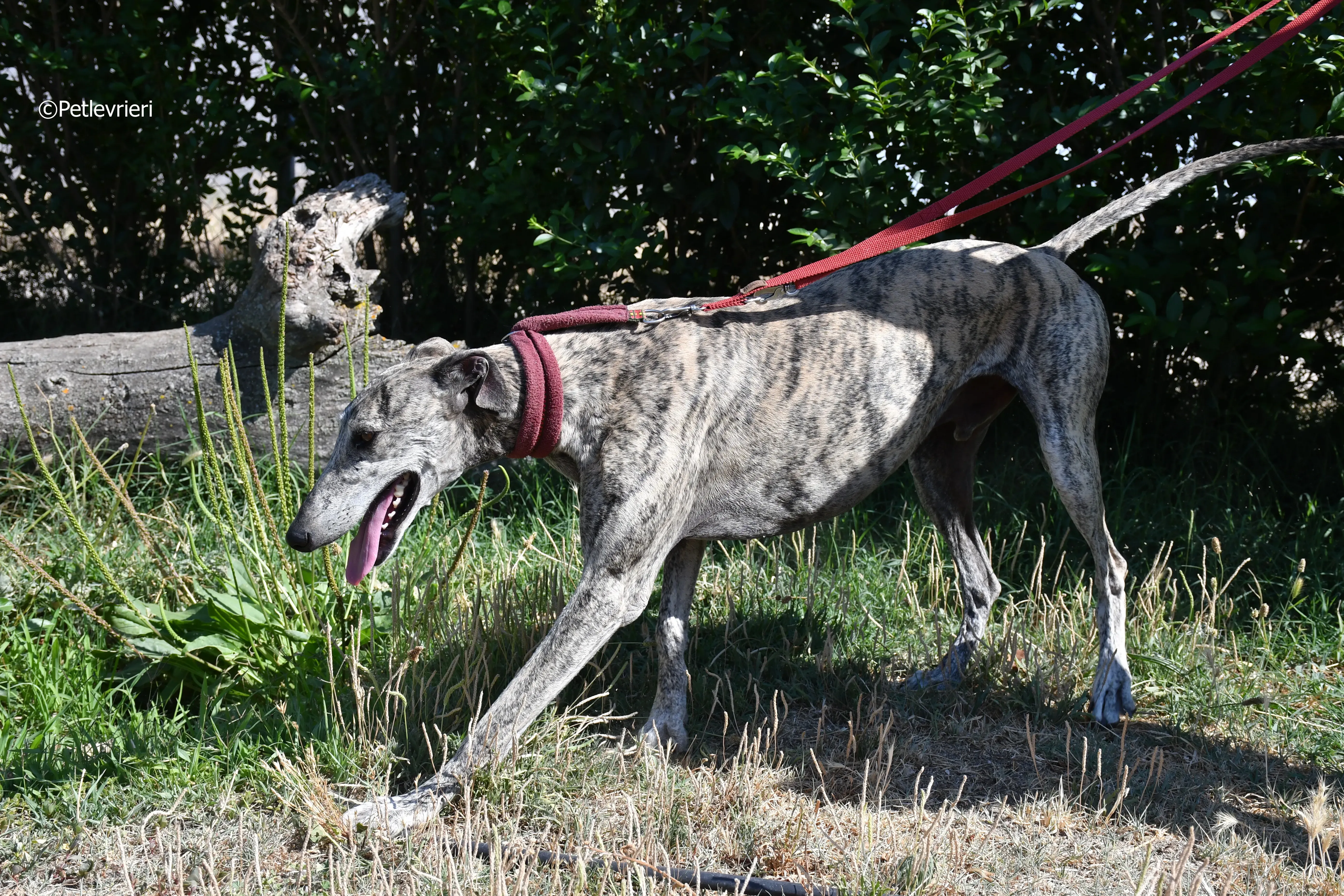 turco adozione levrieri galgo 7