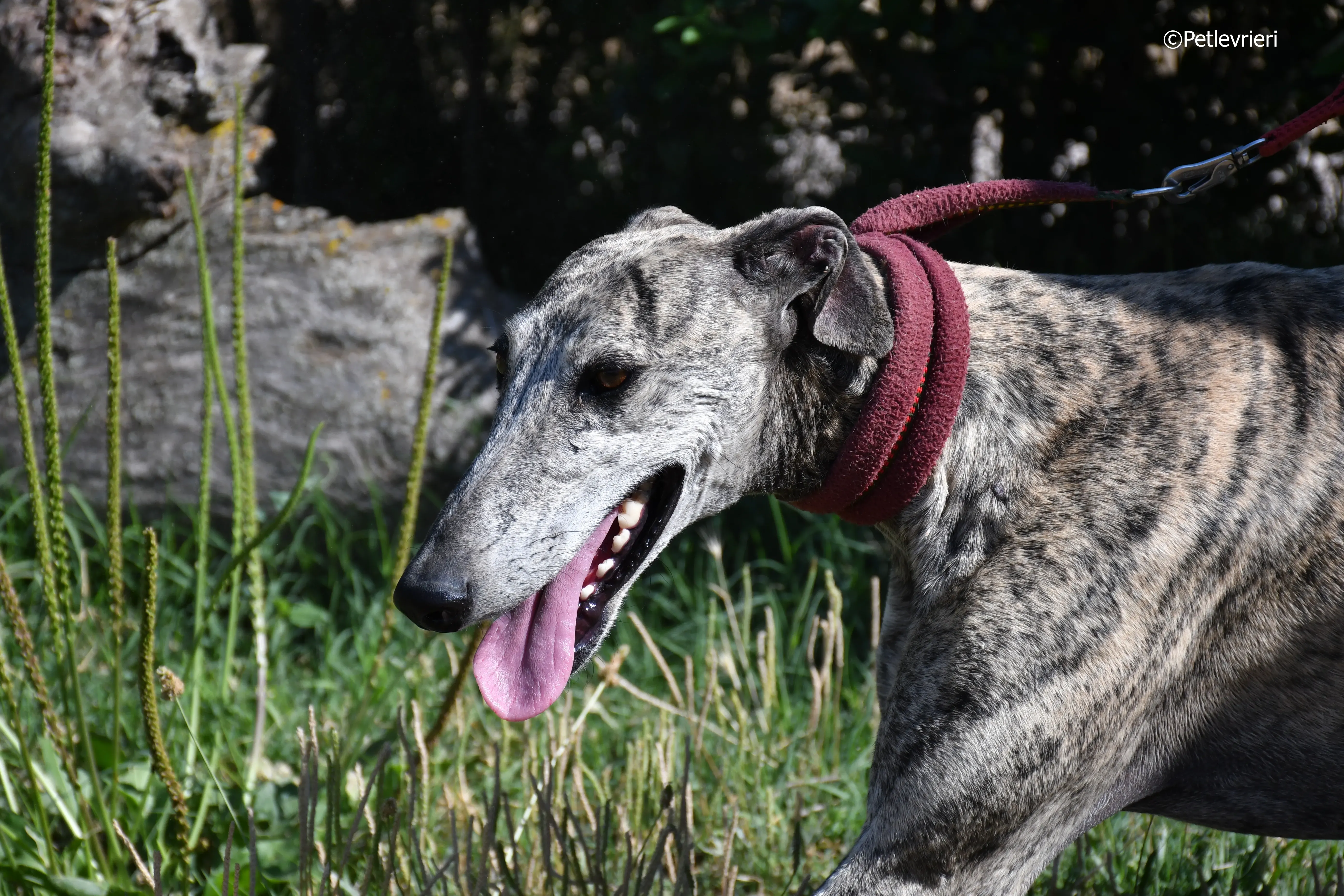 turco adozione levrieri galgo 8