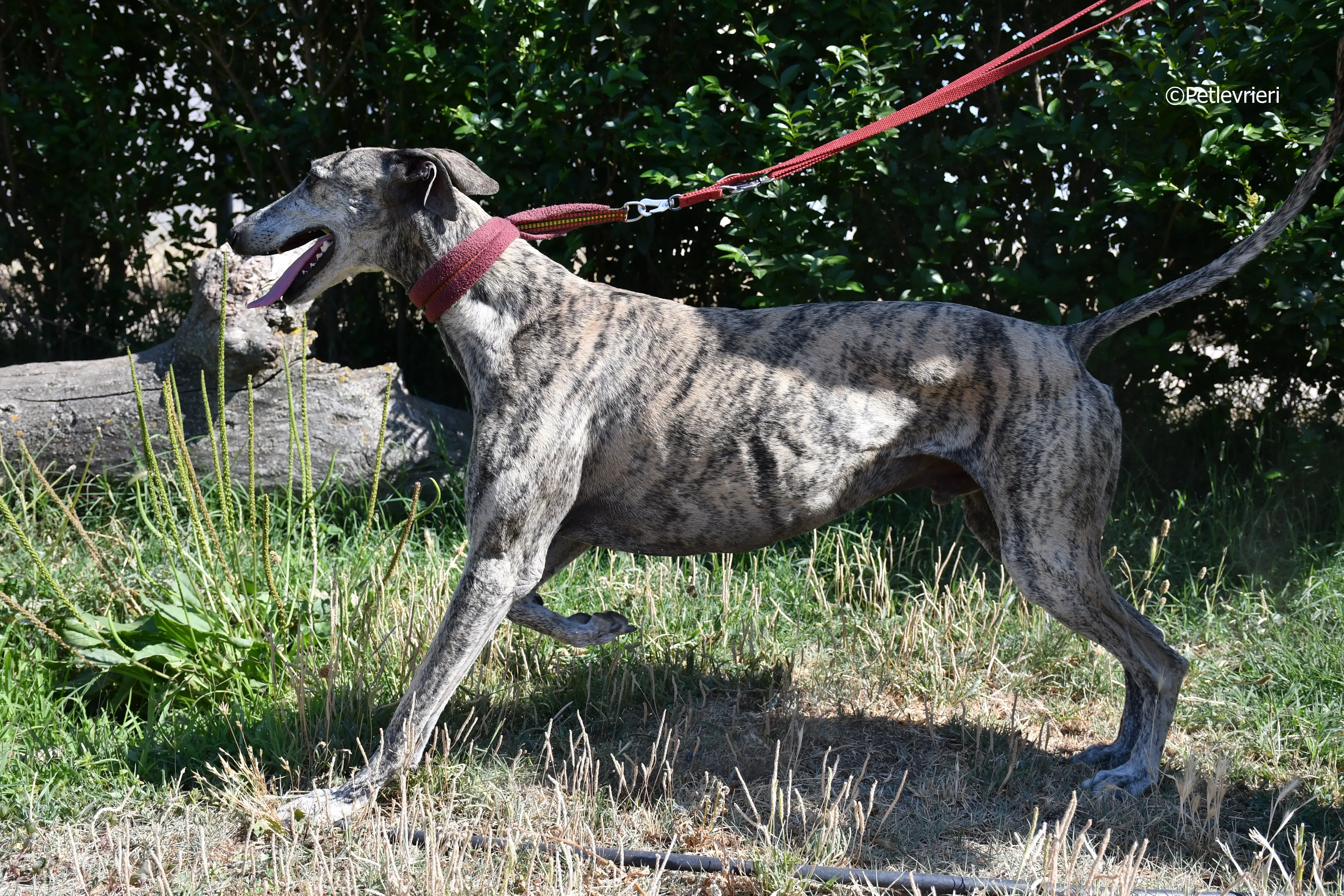 turco adozione levrieri galgo 9
