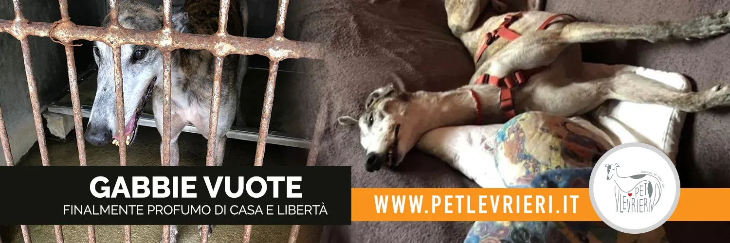 twitter grey macao GABBIE VUOTE