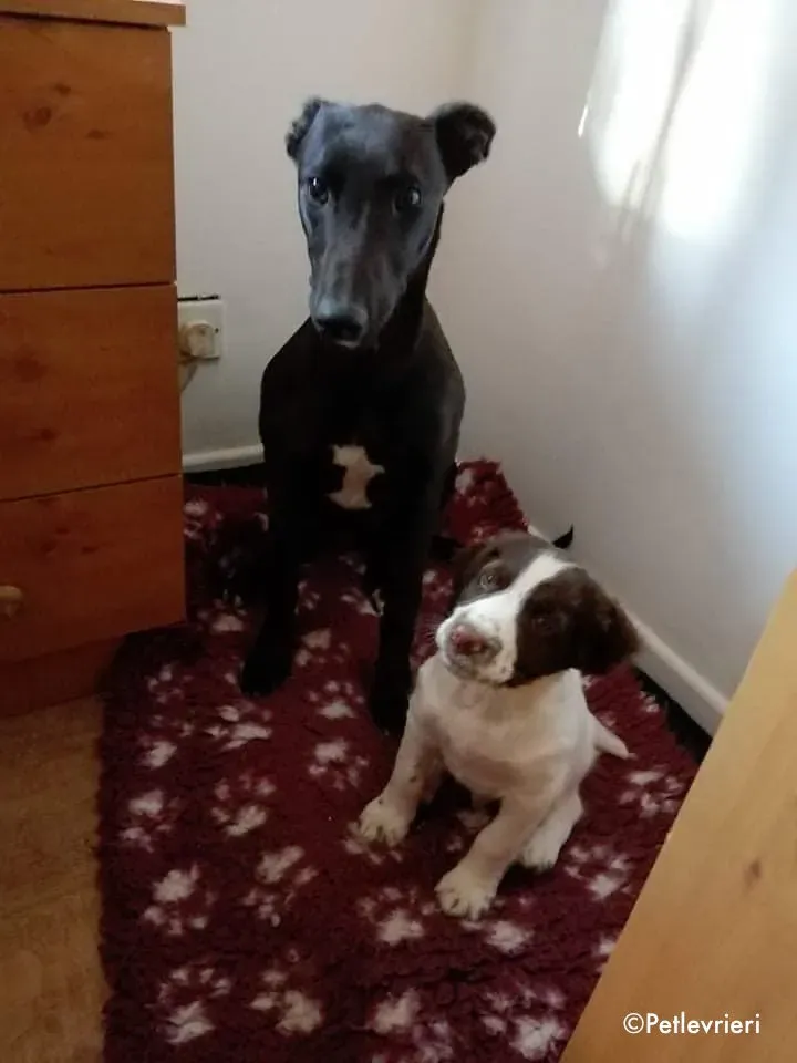 tyche adozione levrieri greyhound 1 1