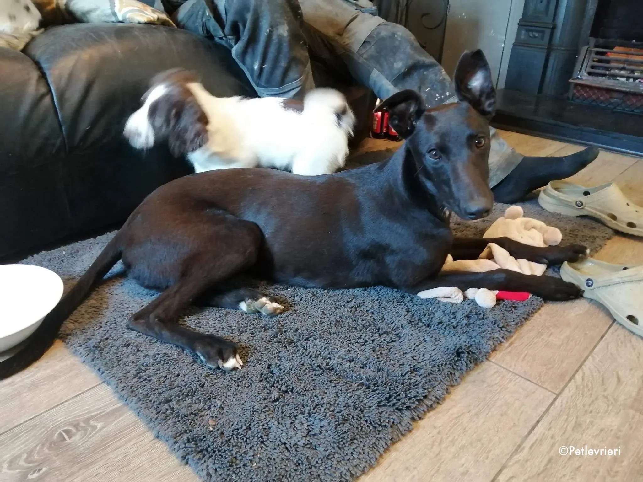 tyche adozione levrieri greyhound 2 1