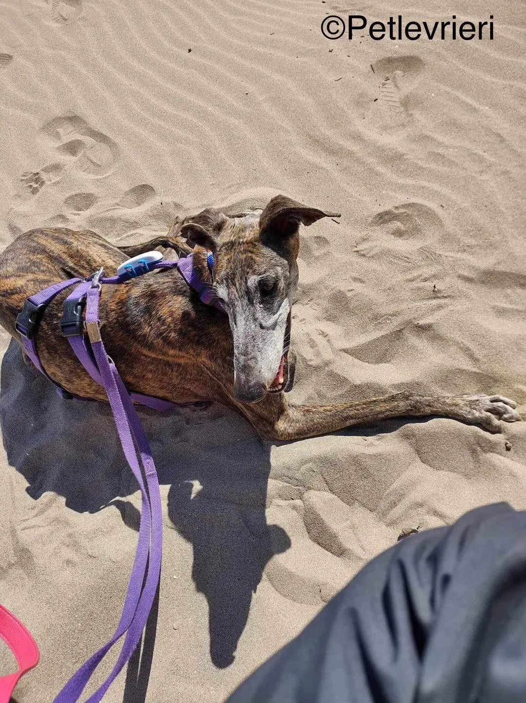 uOlivia galga pet levrieri felici casa3