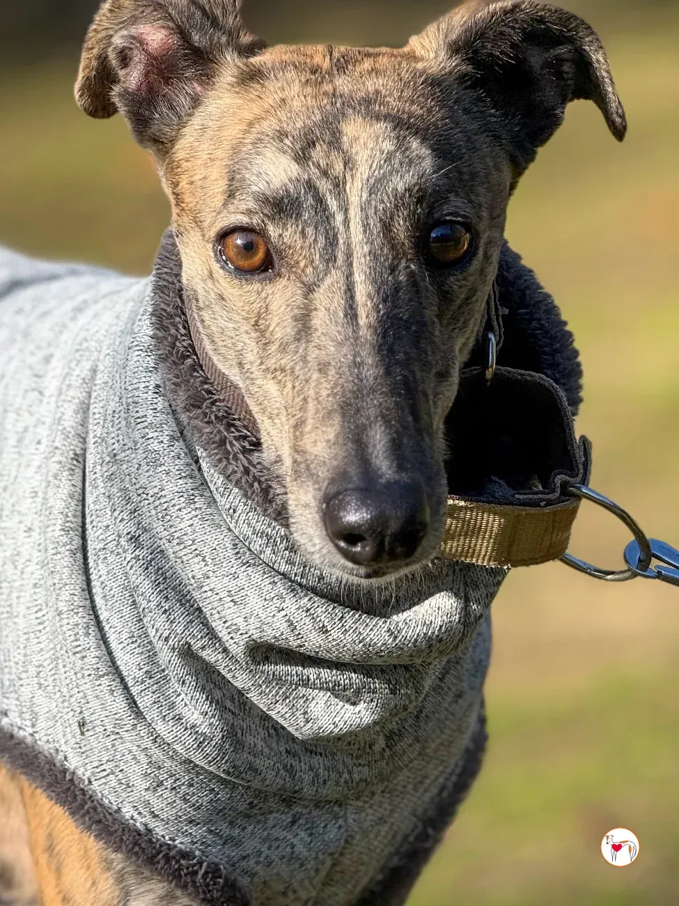 ukiyo galgo adozione 1