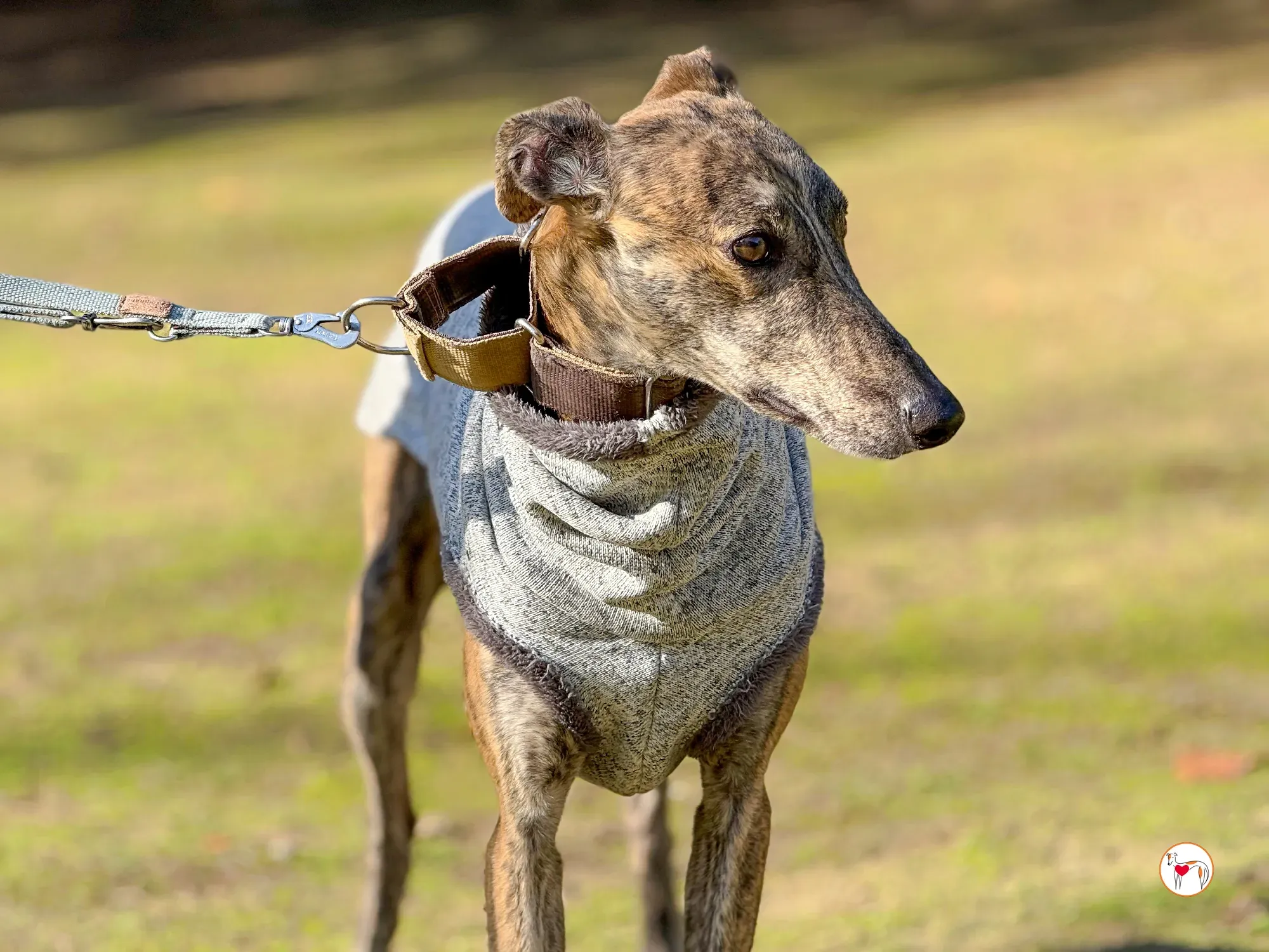 ukiyo galgo adozione 10