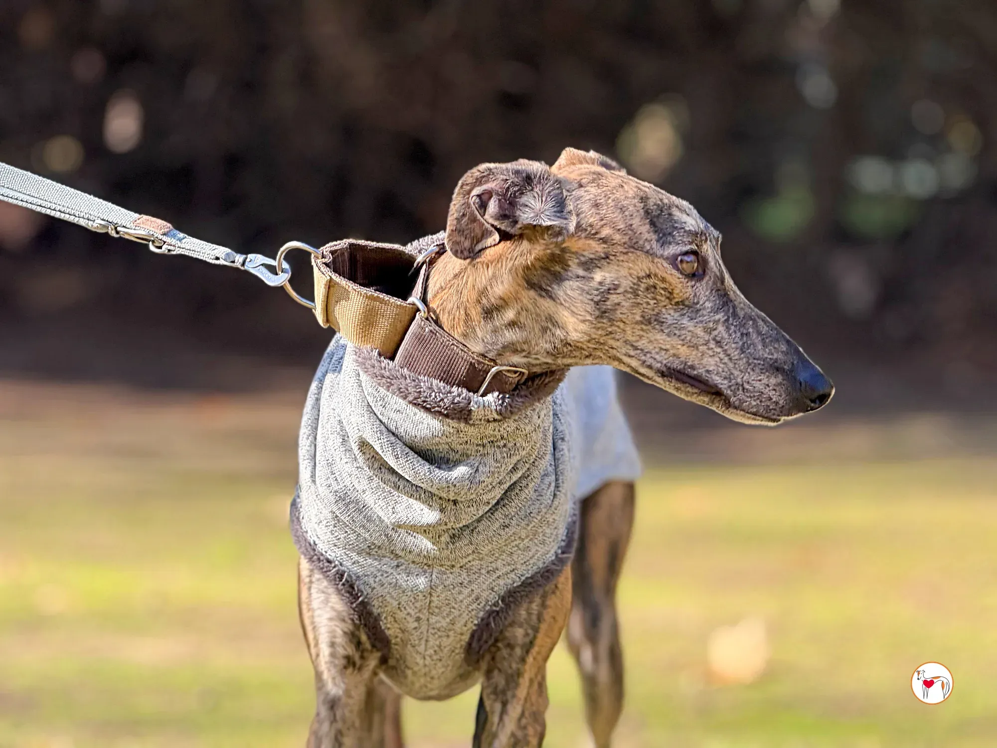 ukiyo galgo adozione 11