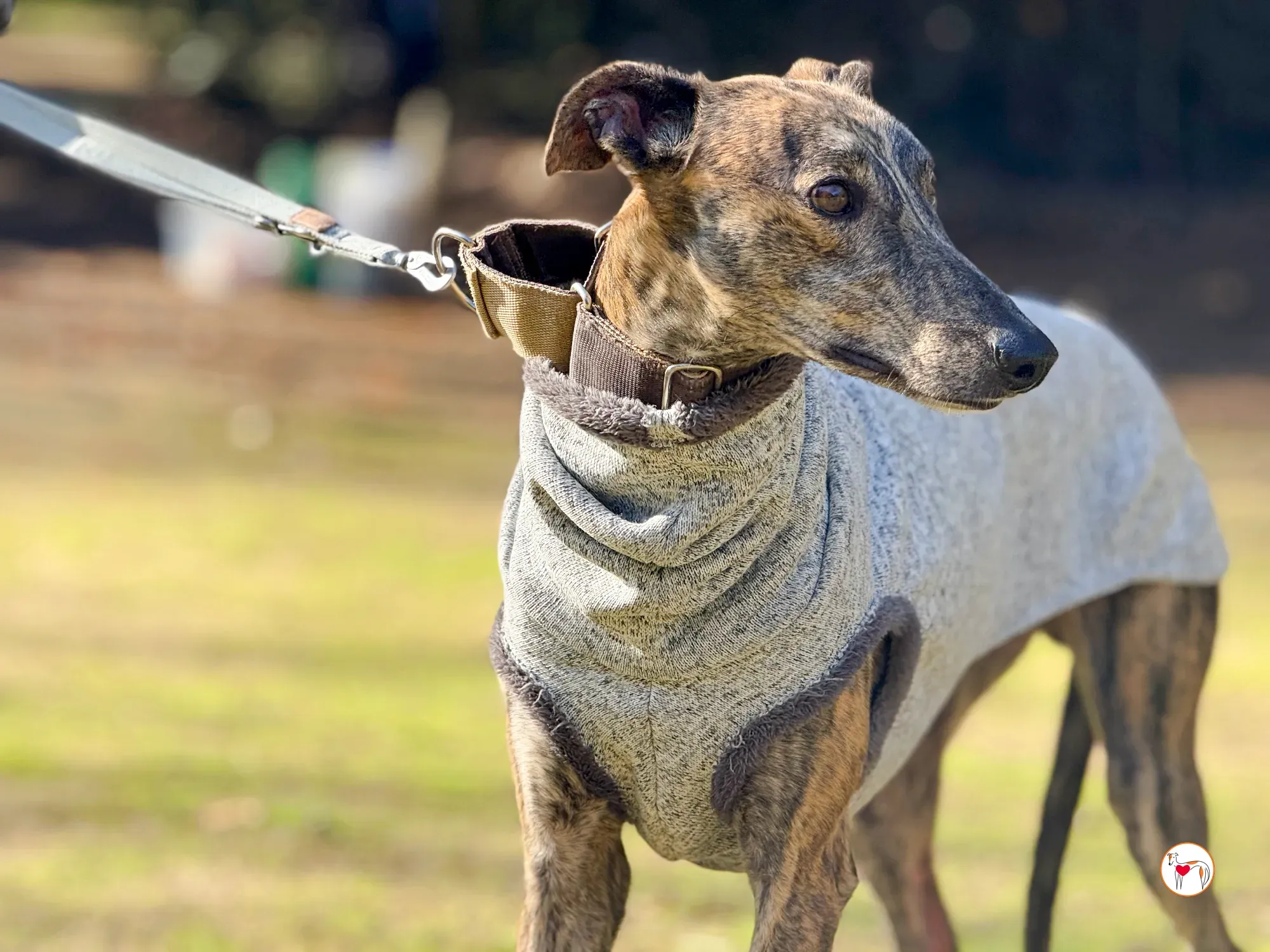 ukiyo galgo adozione 12