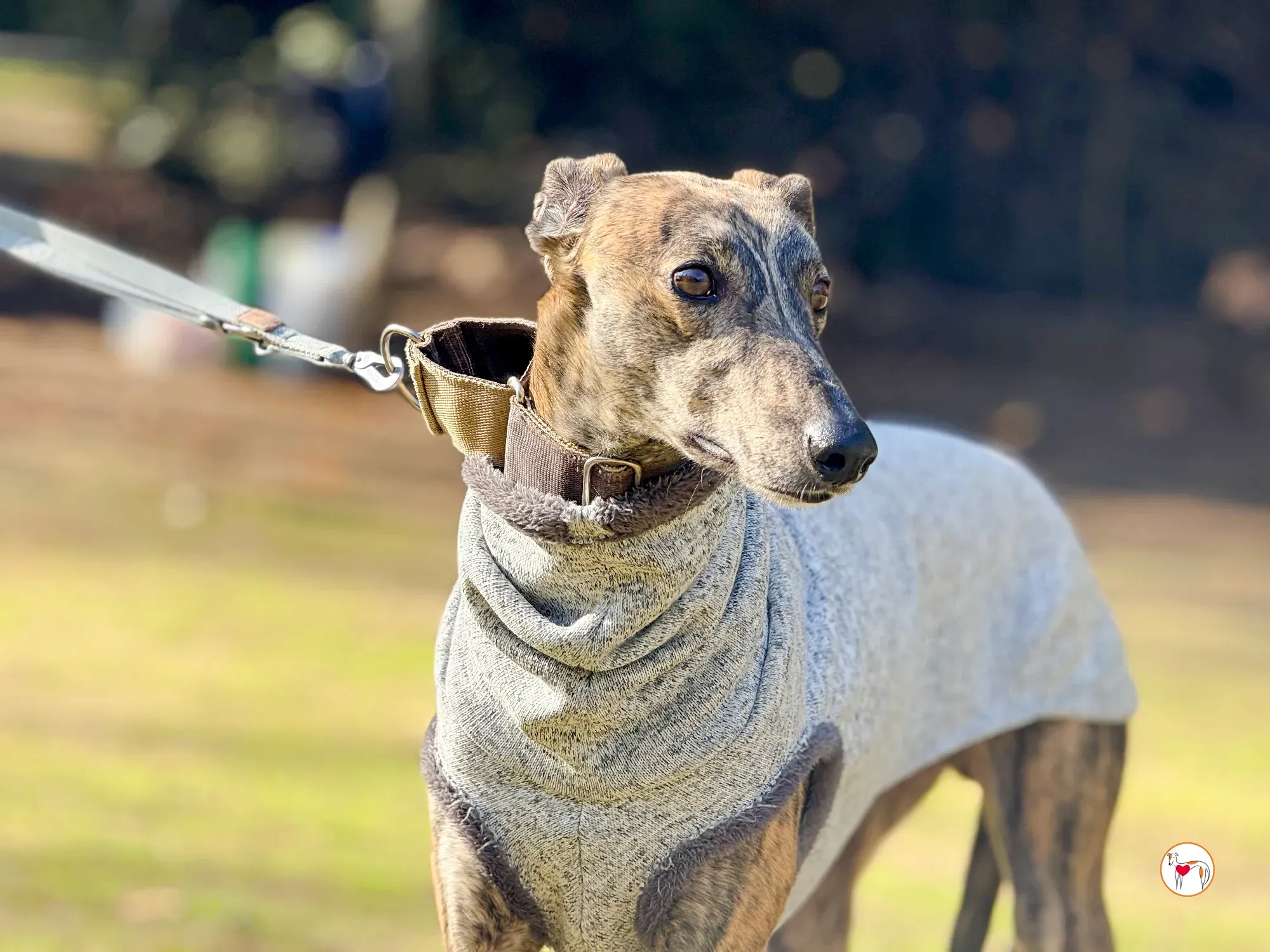 ukiyo galgo adozione 13