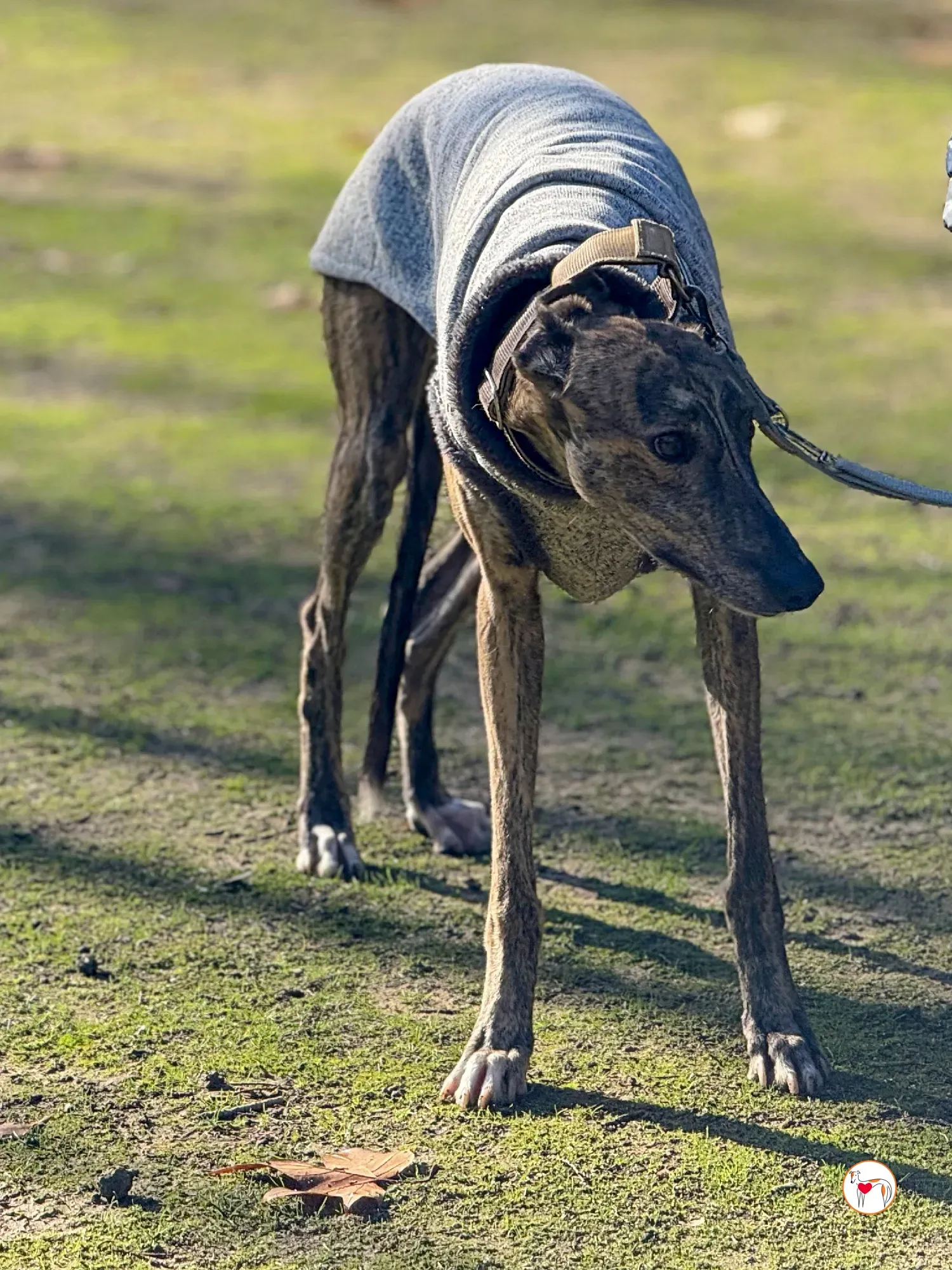 ukiyo galgo adozione 14