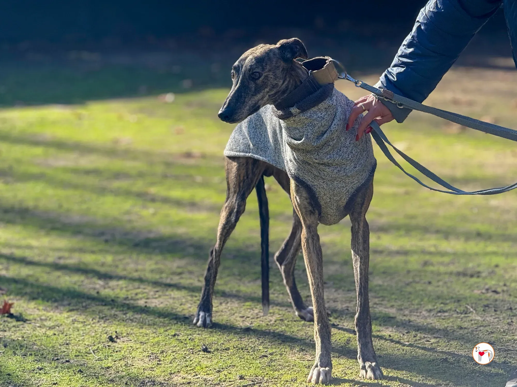ukiyo galgo adozione 15