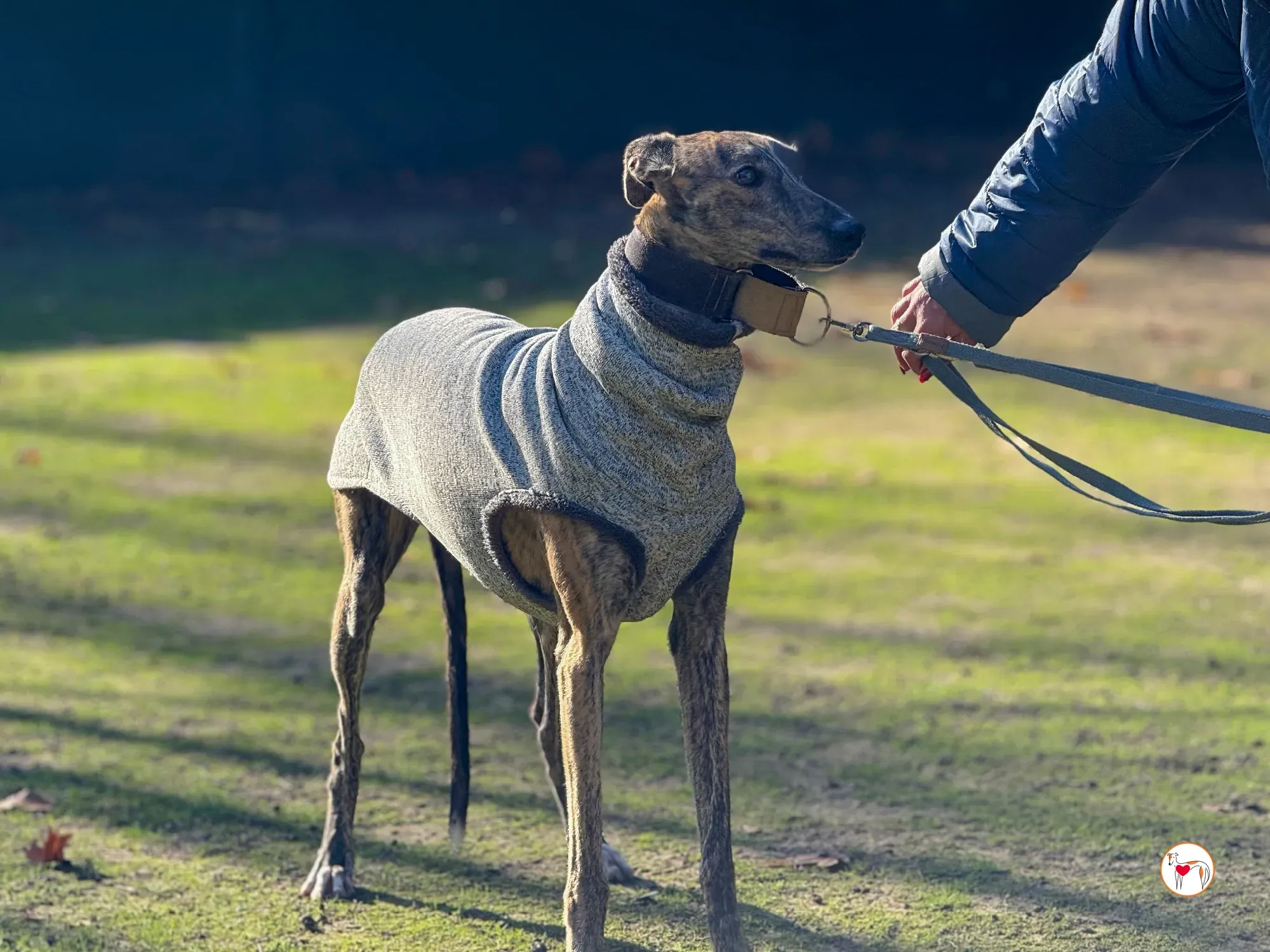 ukiyo galgo adozione 16