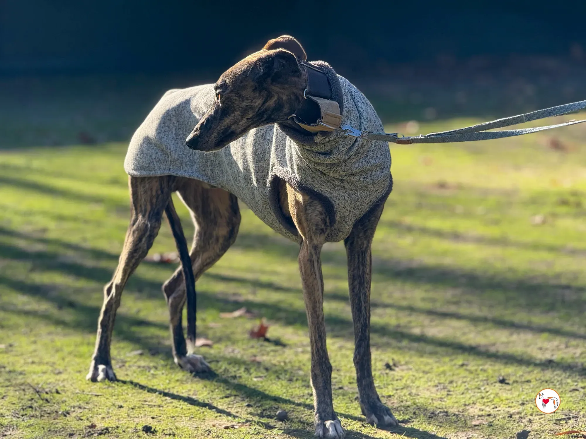 ukiyo galgo adozione 18