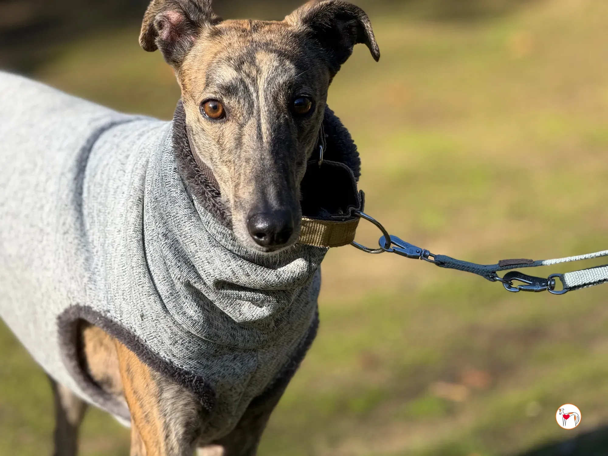 ukiyo galgo adozione 2