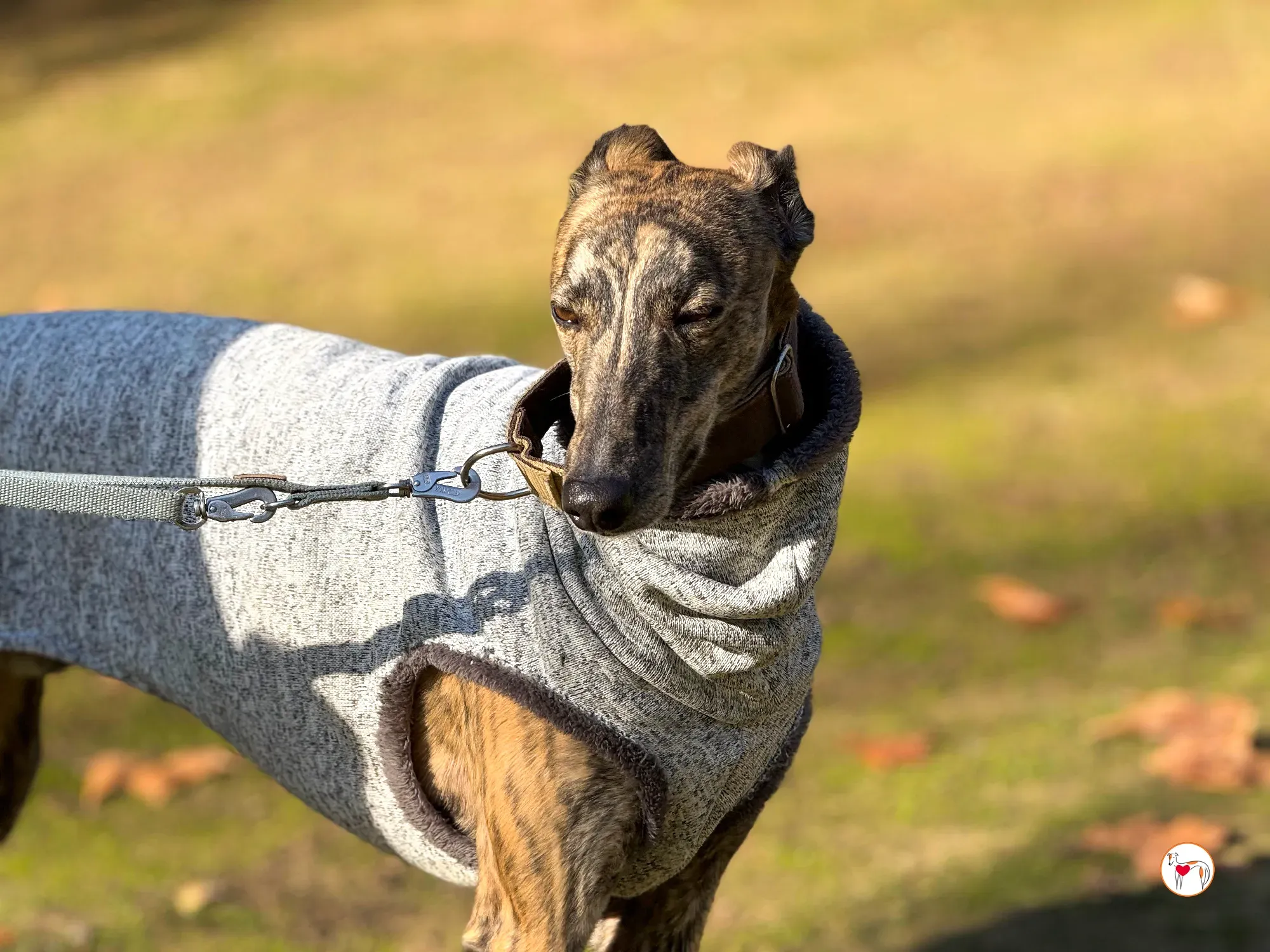 ukiyo galgo adozione 3