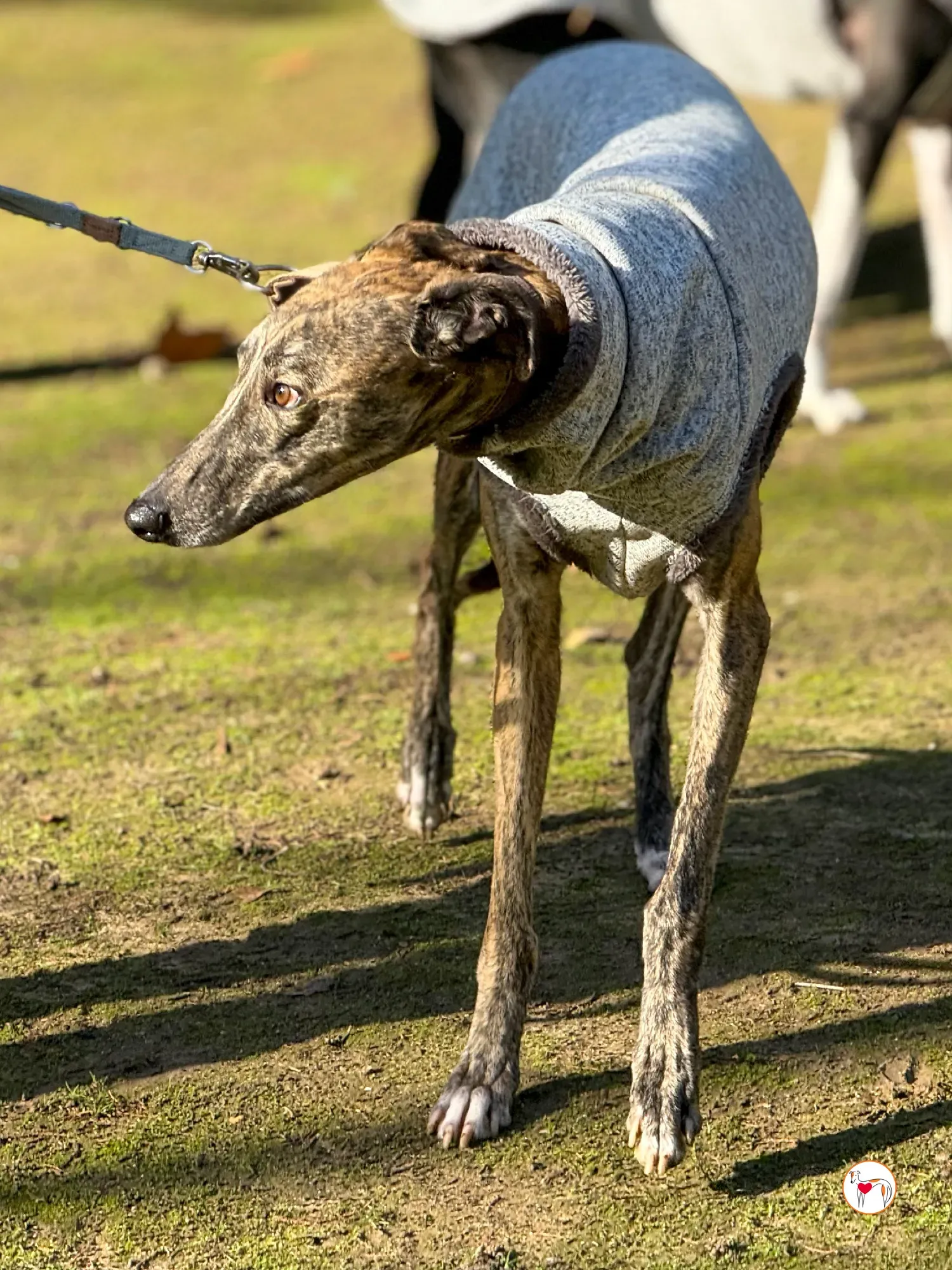 ukiyo galgo adozione 4