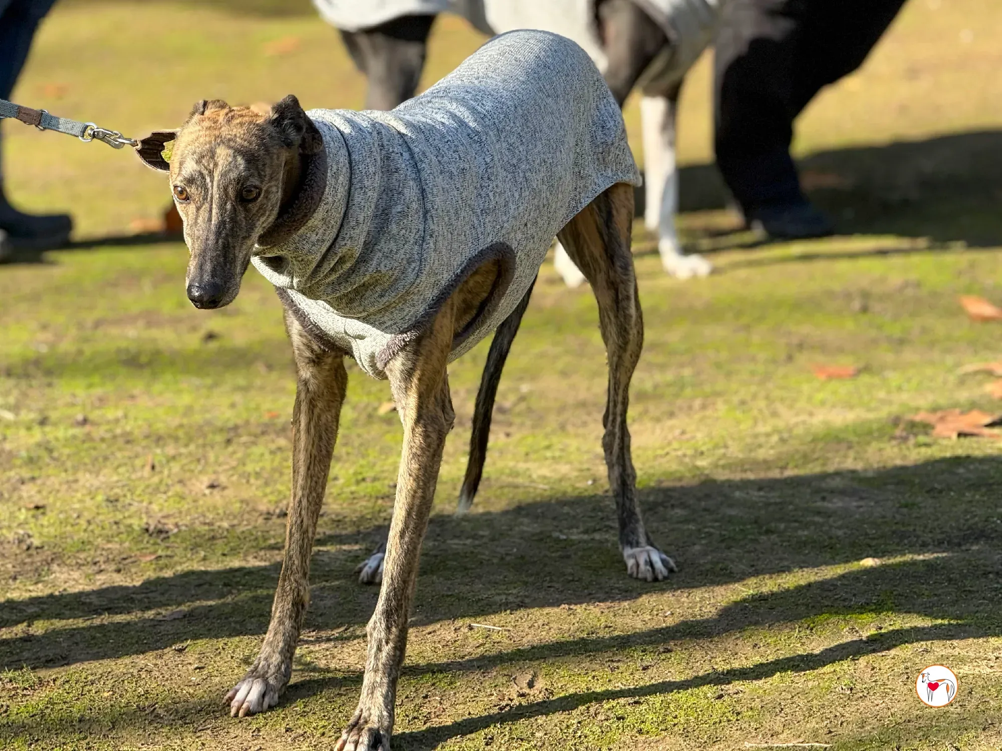 ukiyo galgo adozione 5