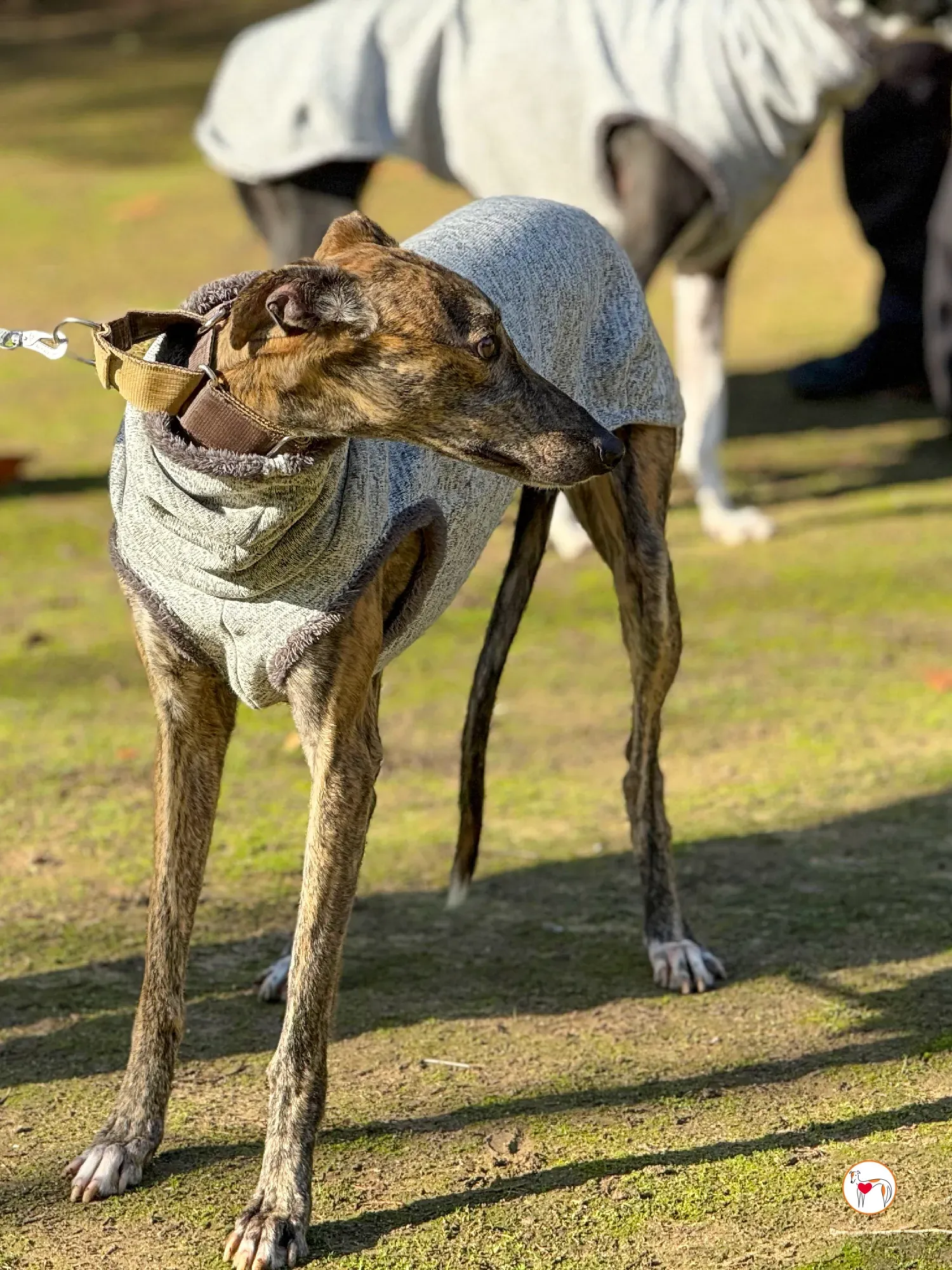 ukiyo galgo adozione 6