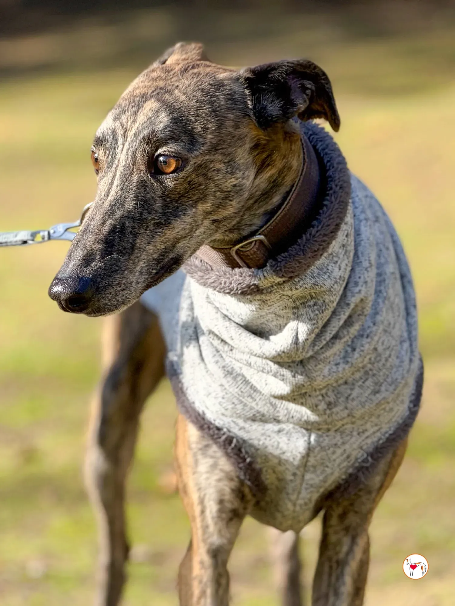 ukiyo galgo adozione 7