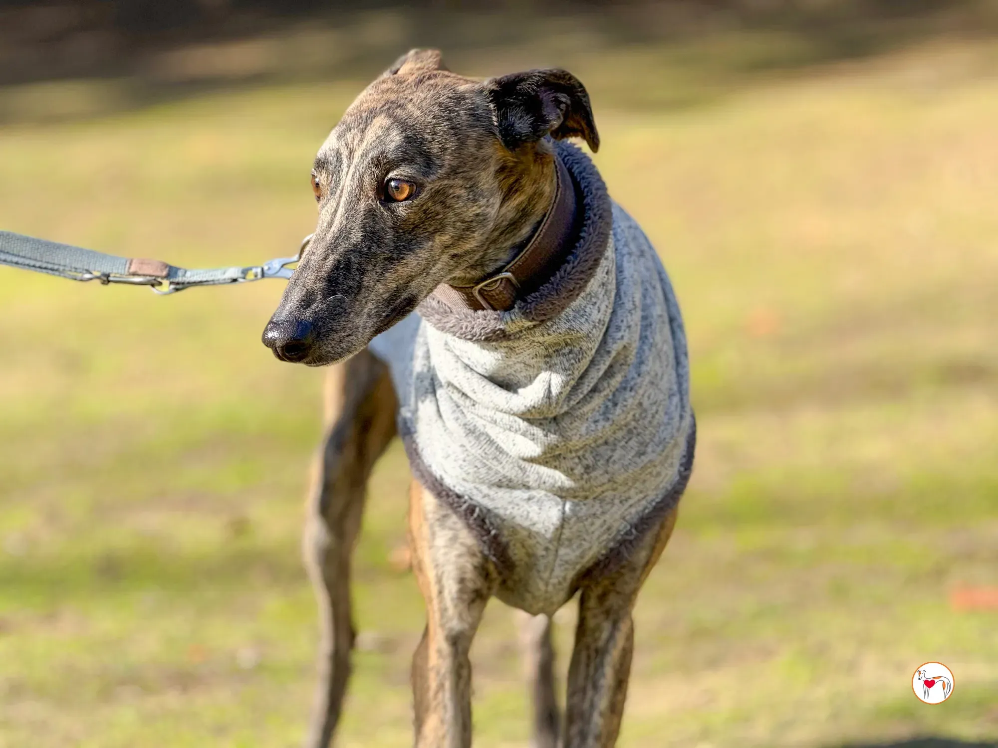 ukiyo galgo adozione 8