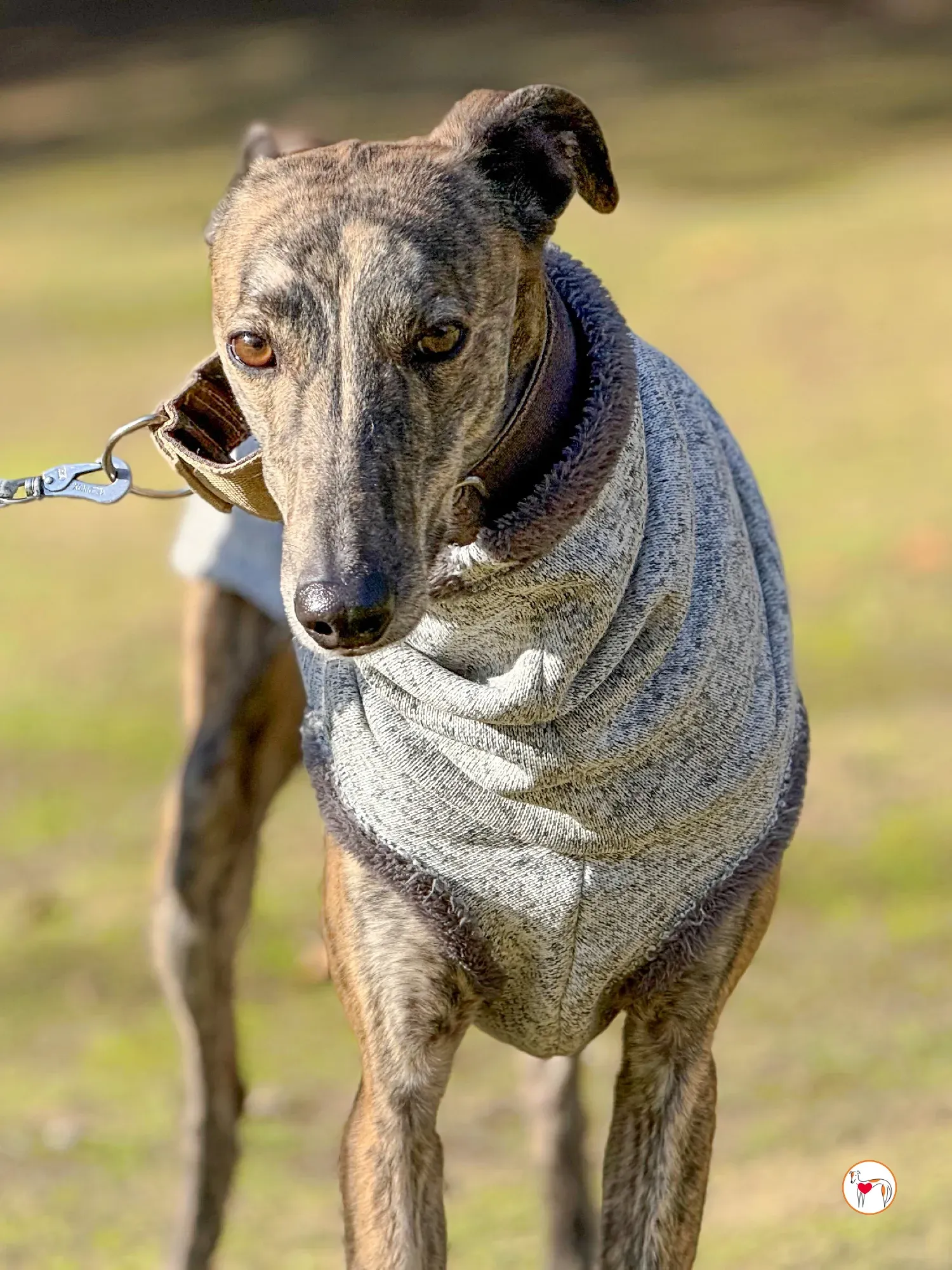 ukiyo galgo adozione 9