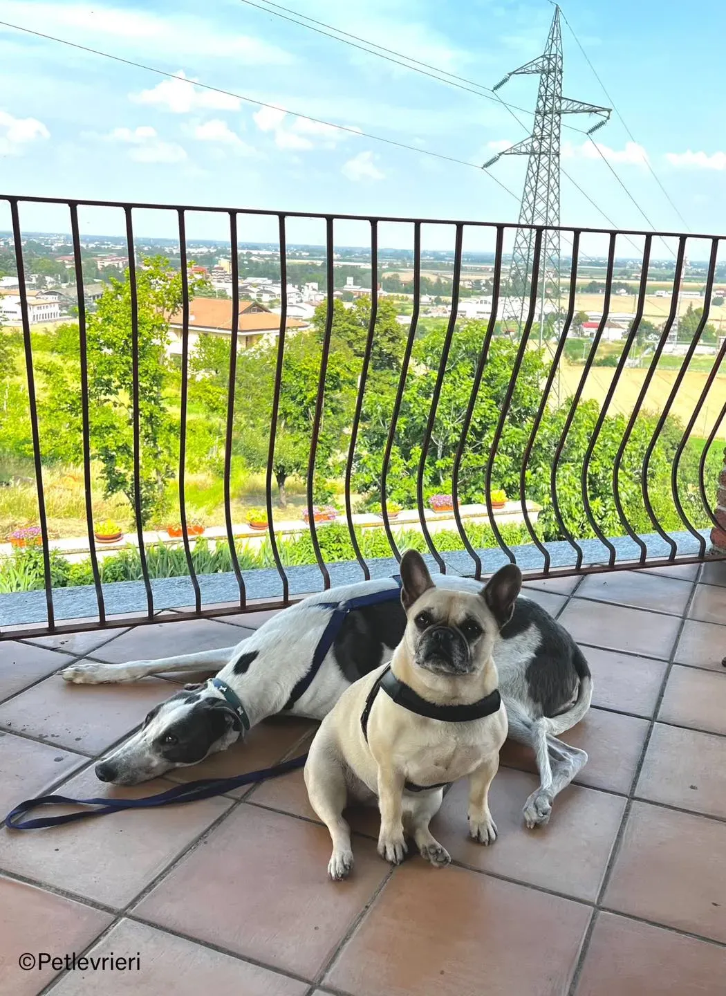 uleo greyhound pet levrieri felici casa5