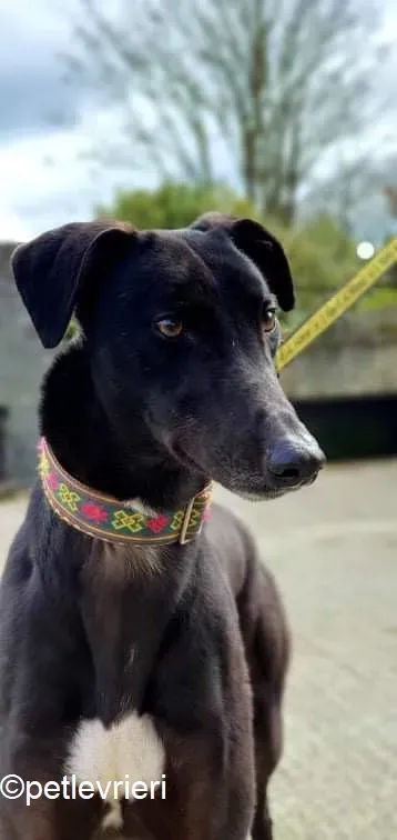 umbro adozione levrieri greyhound 2