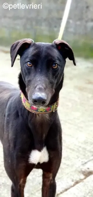 umbro adozione levrieri greyhound 3