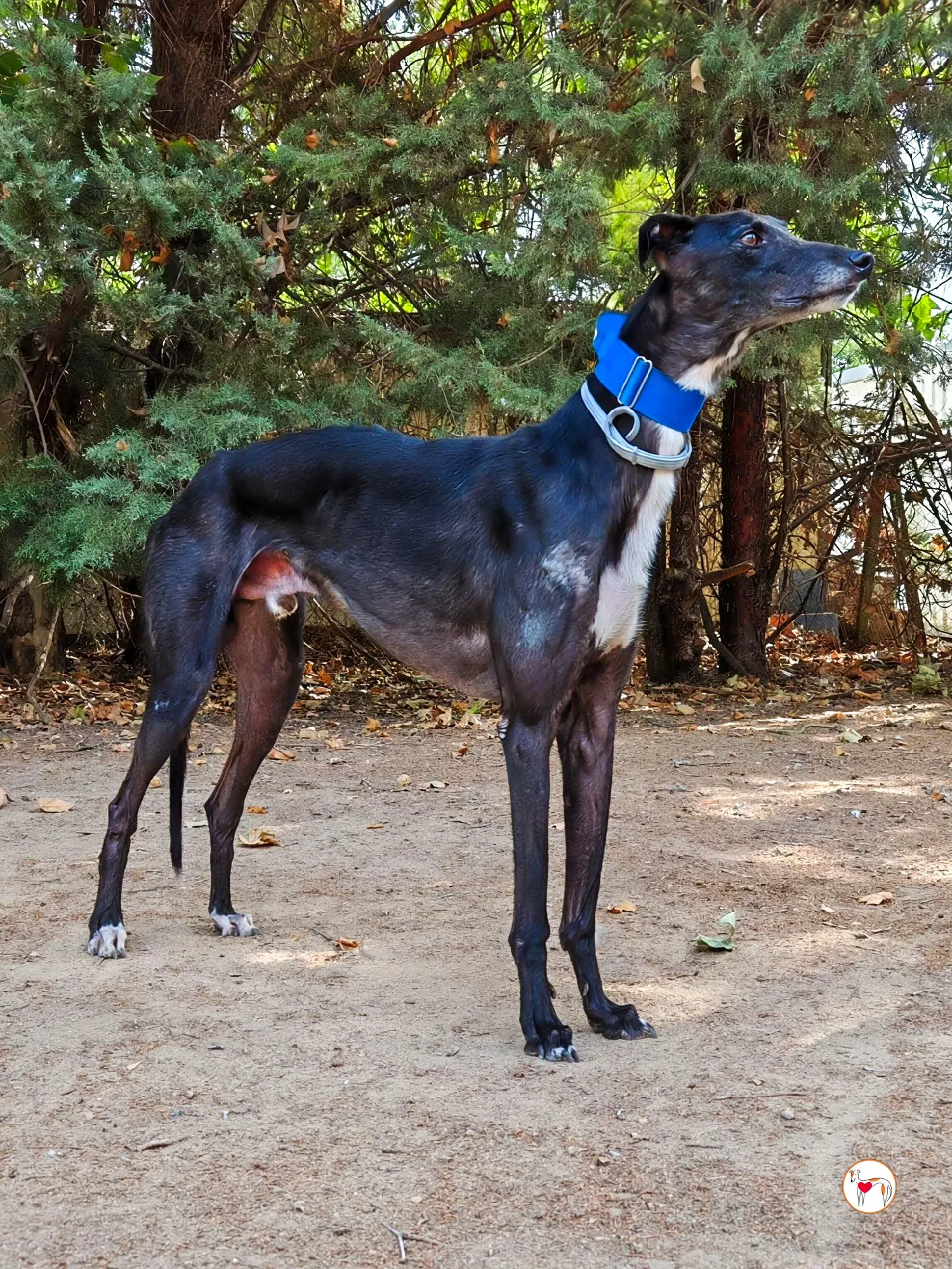 vader galgo adozione 10 1