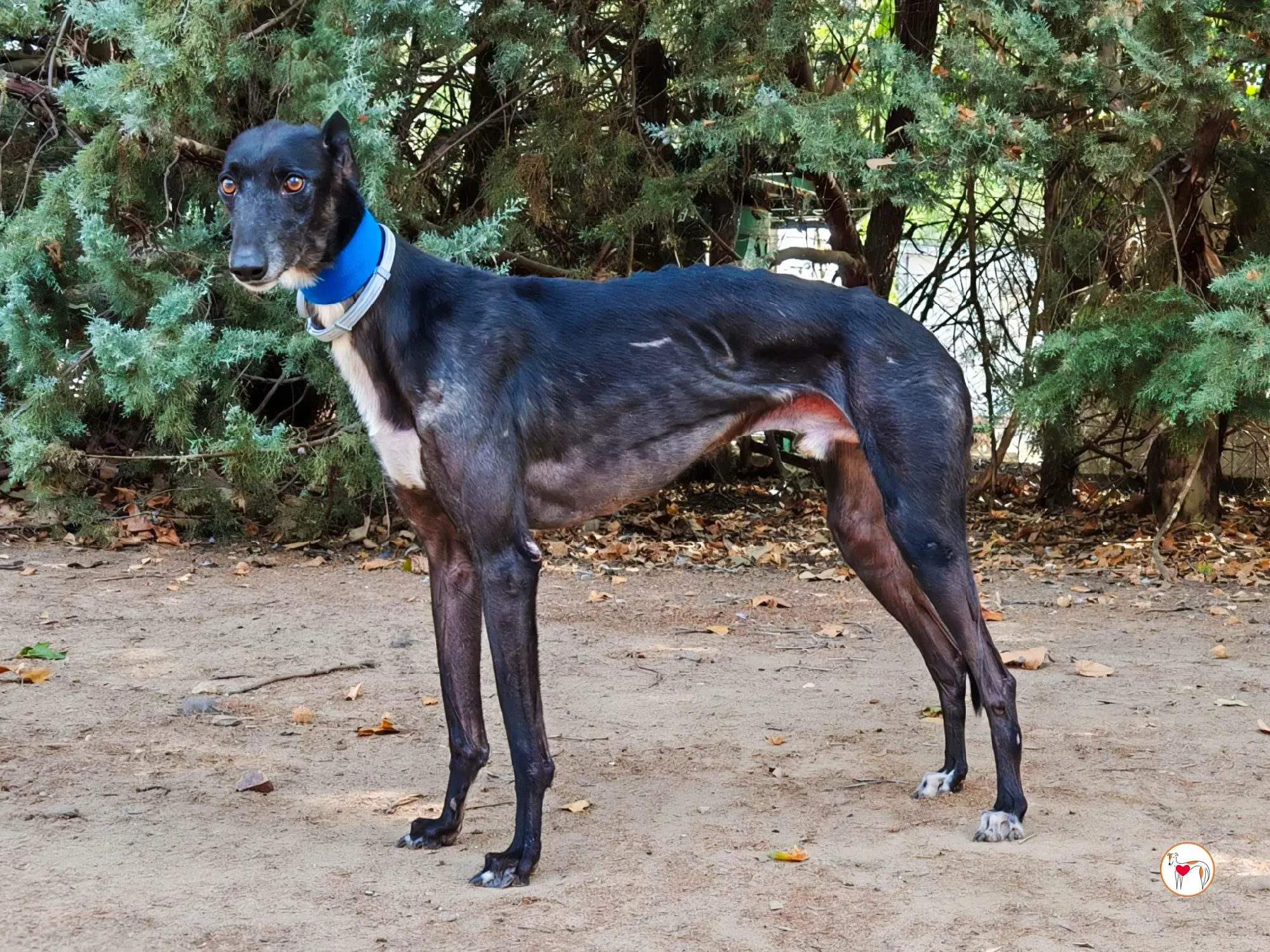 vader galgo adozione 11 1