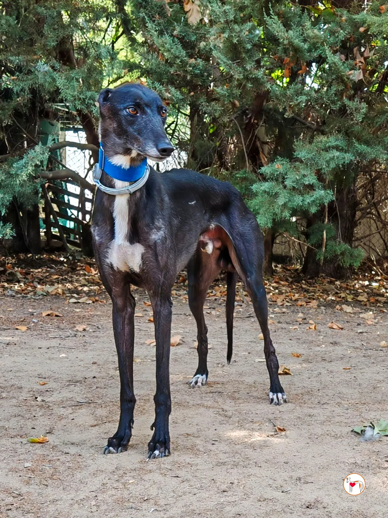 vader galgo adozione 12 1