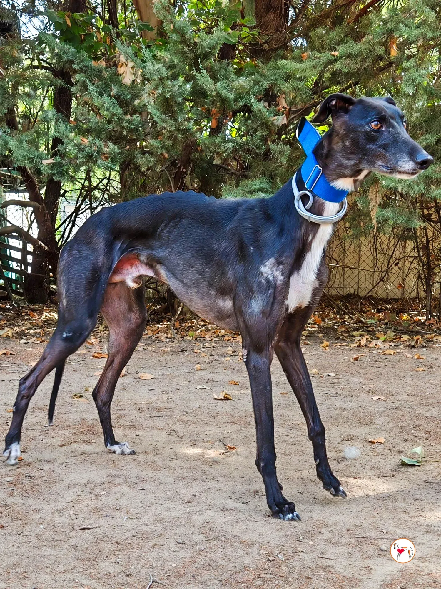 vader galgo adozione 13 1