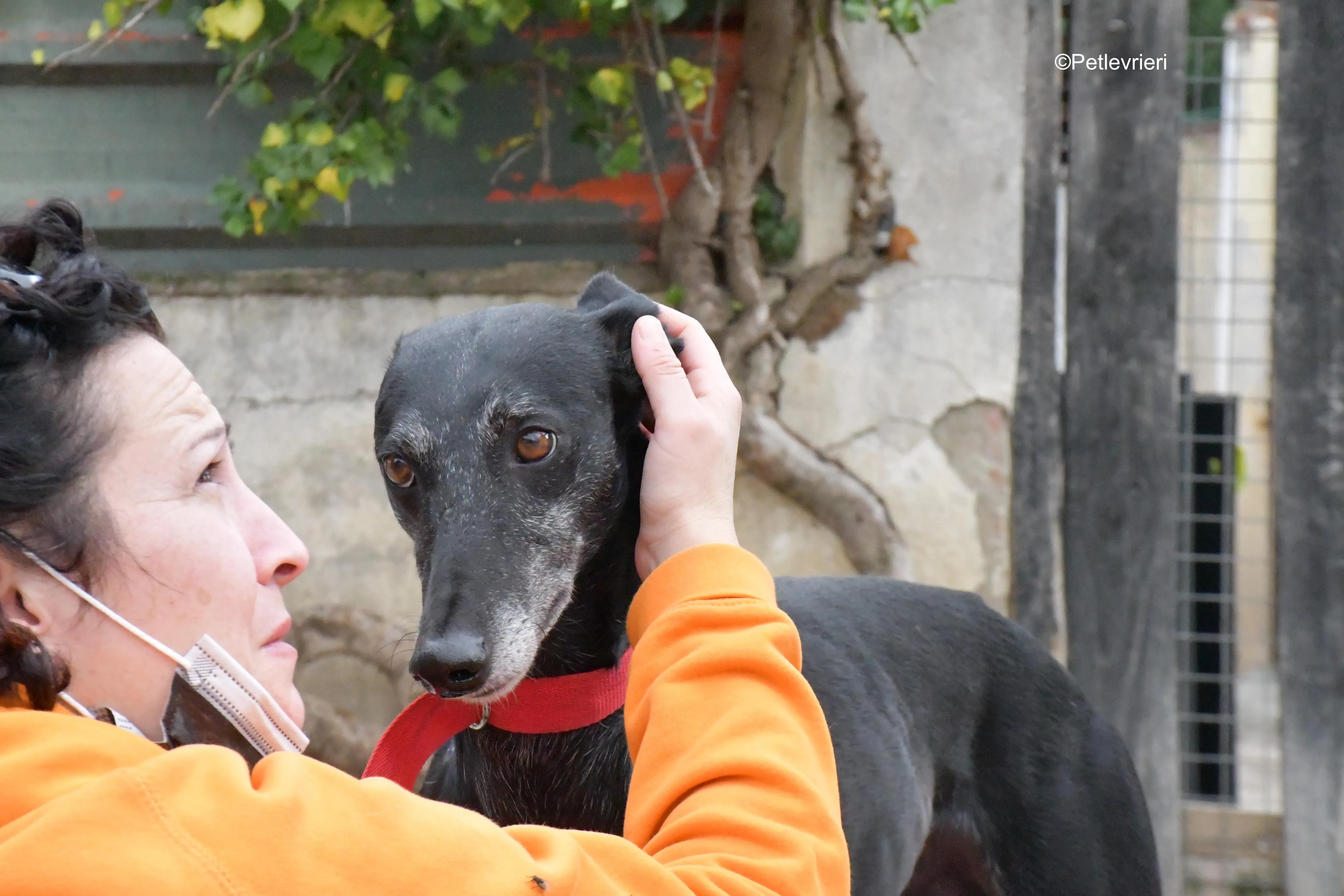 valentin adozione levrieri galgo 1 1