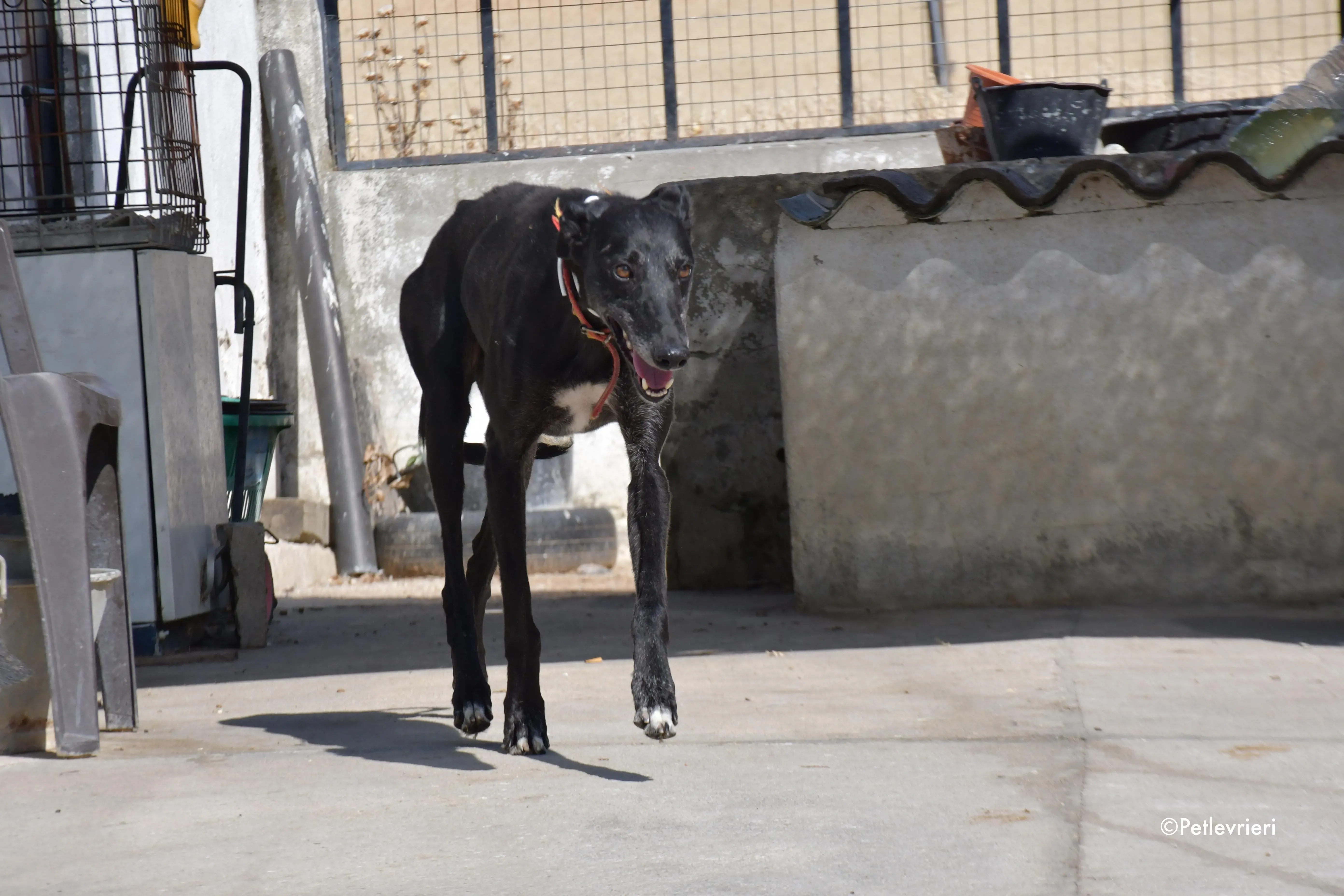 valentin adozione levrieri galgo 1