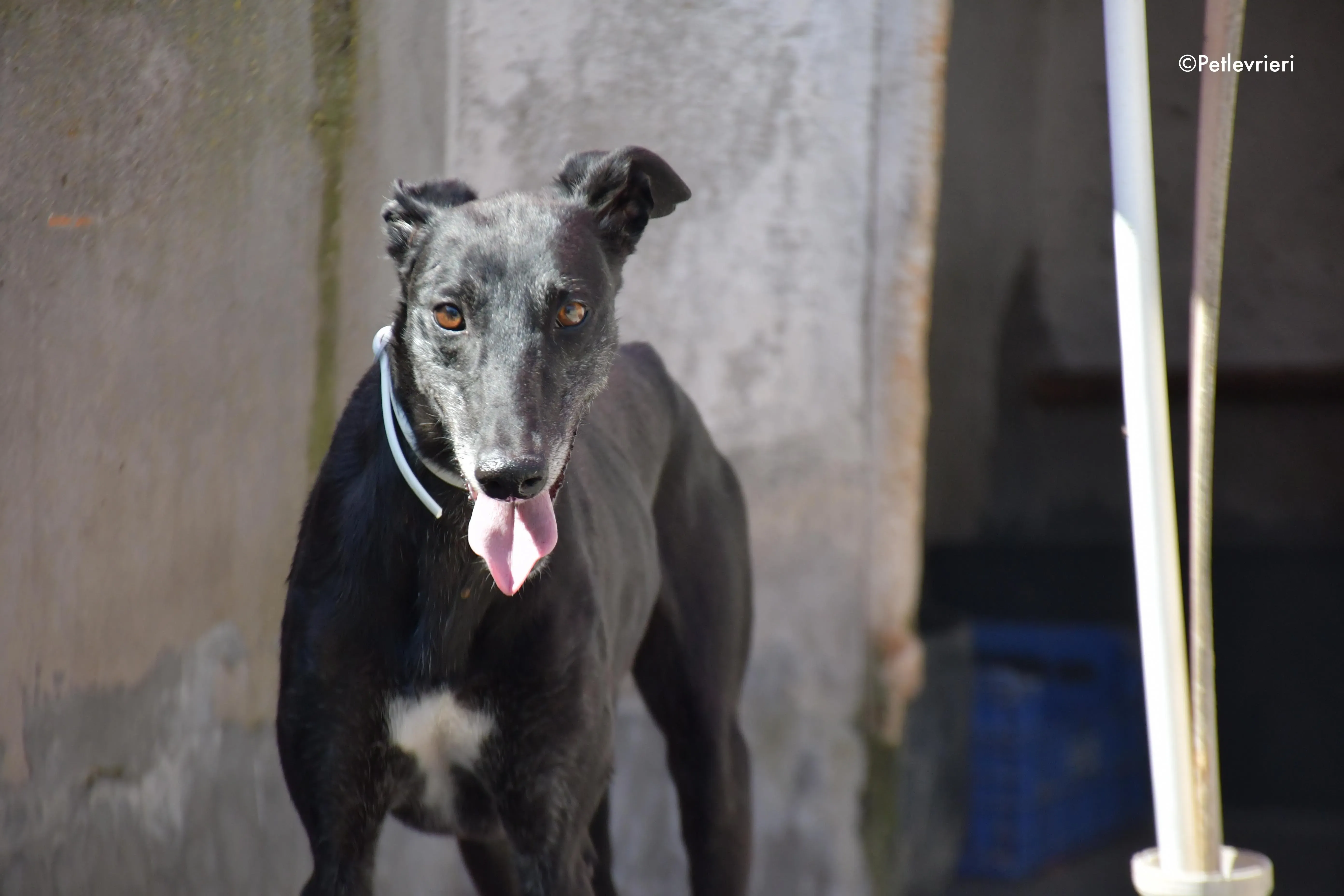 valentin adozione levrieri galgo 10