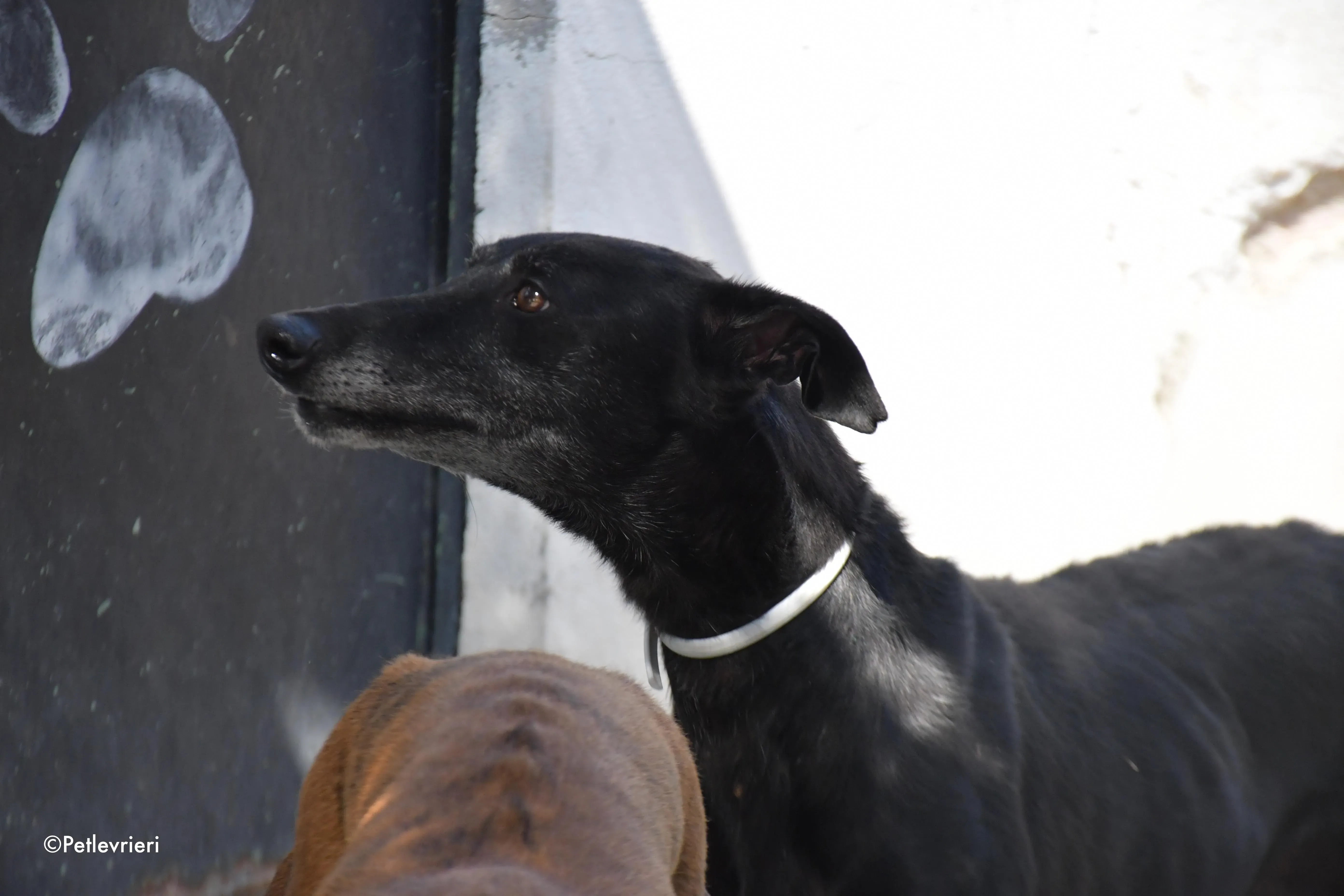 valentin adozione levrieri galgo 11