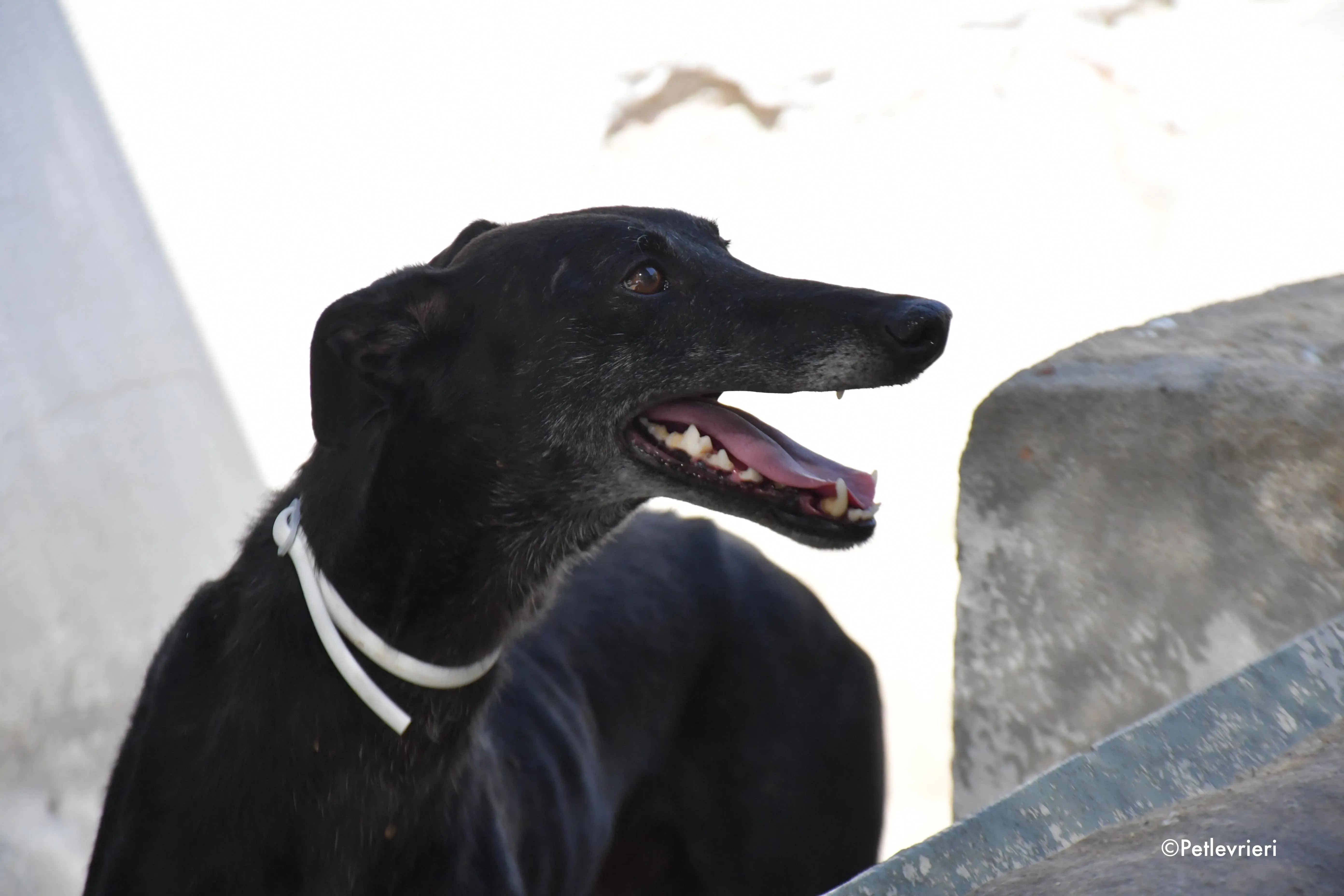 valentin adozione levrieri galgo 12