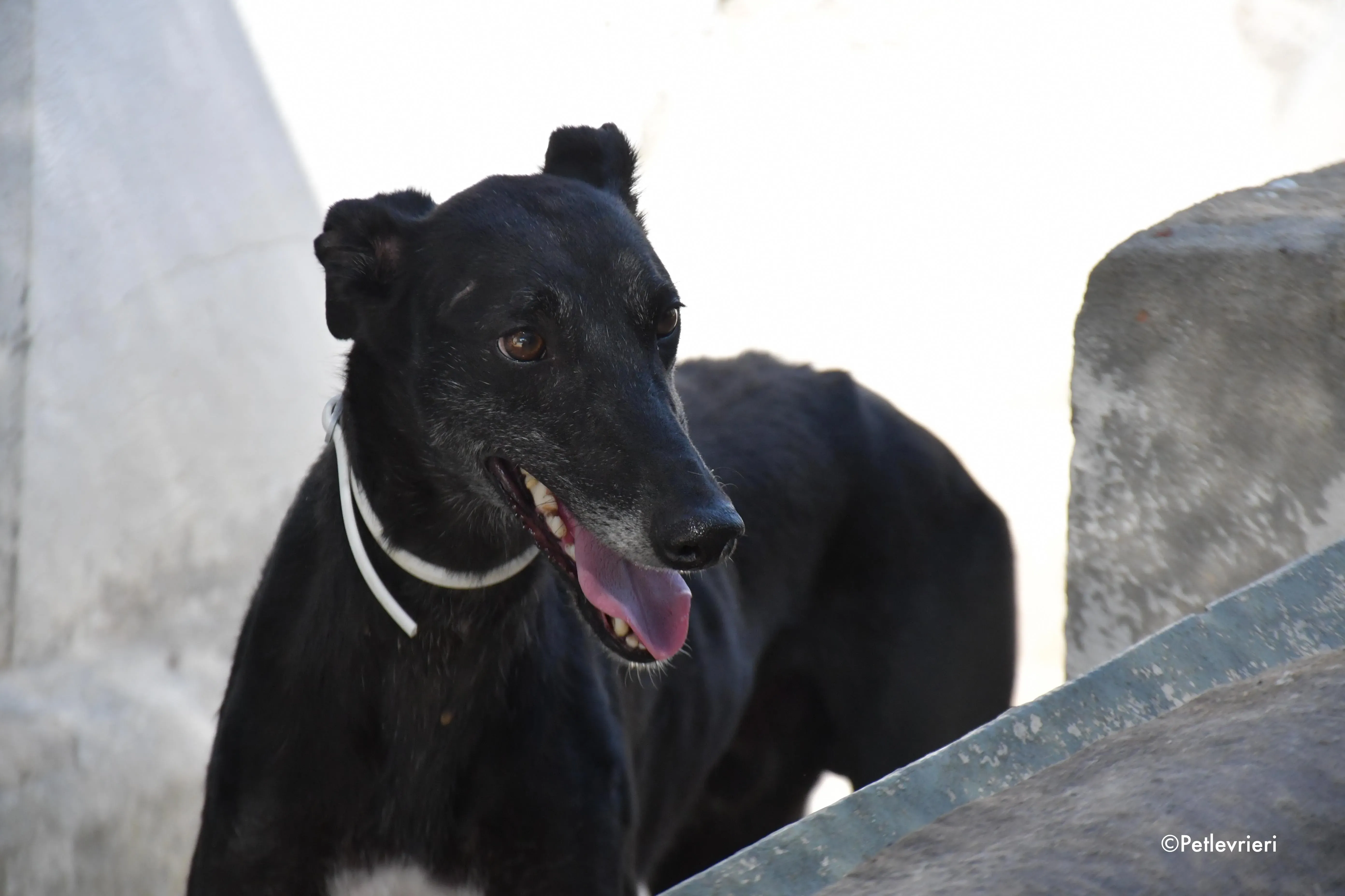 valentin adozione levrieri galgo 13