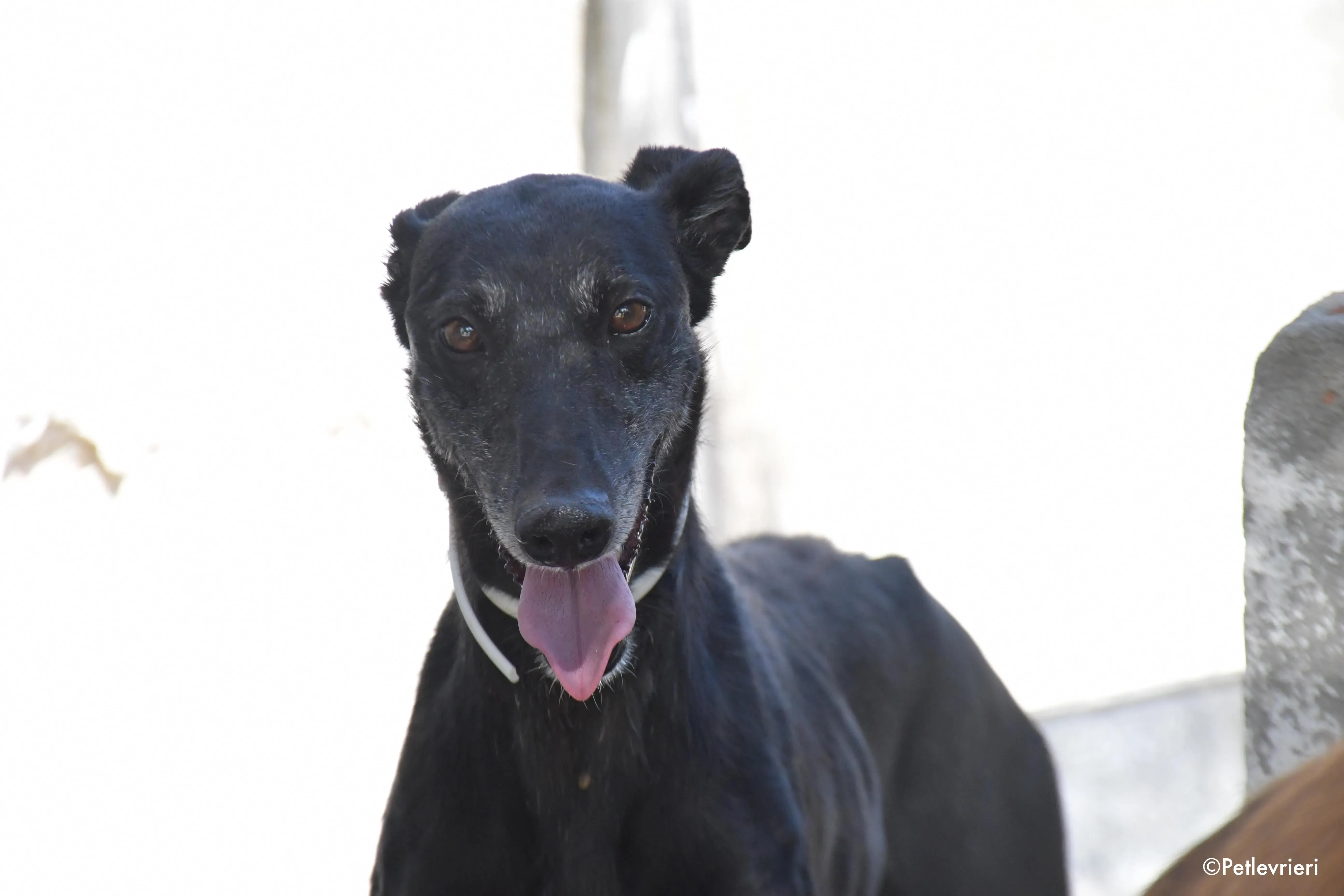 valentin adozione levrieri galgo 14