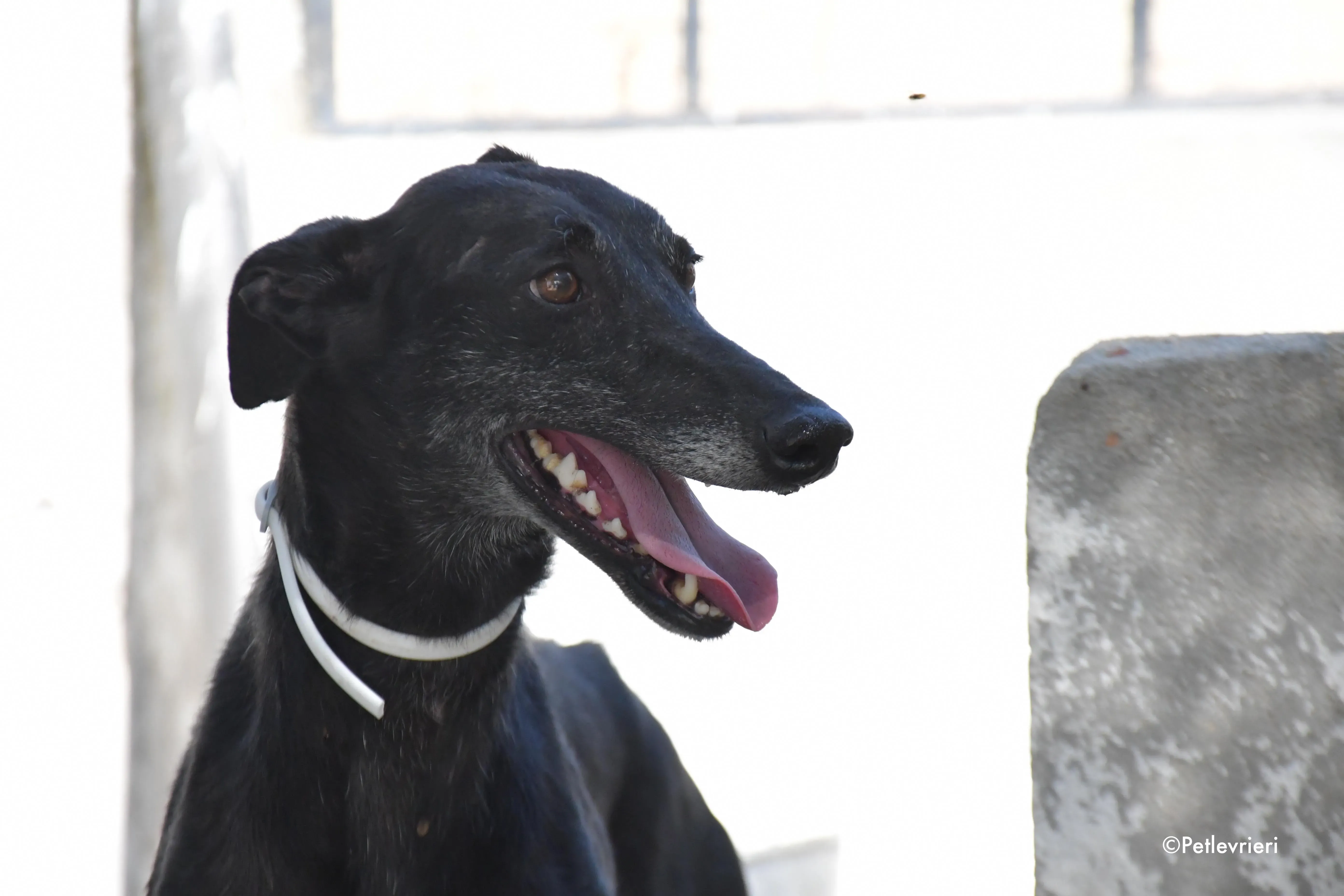 valentin adozione levrieri galgo 15