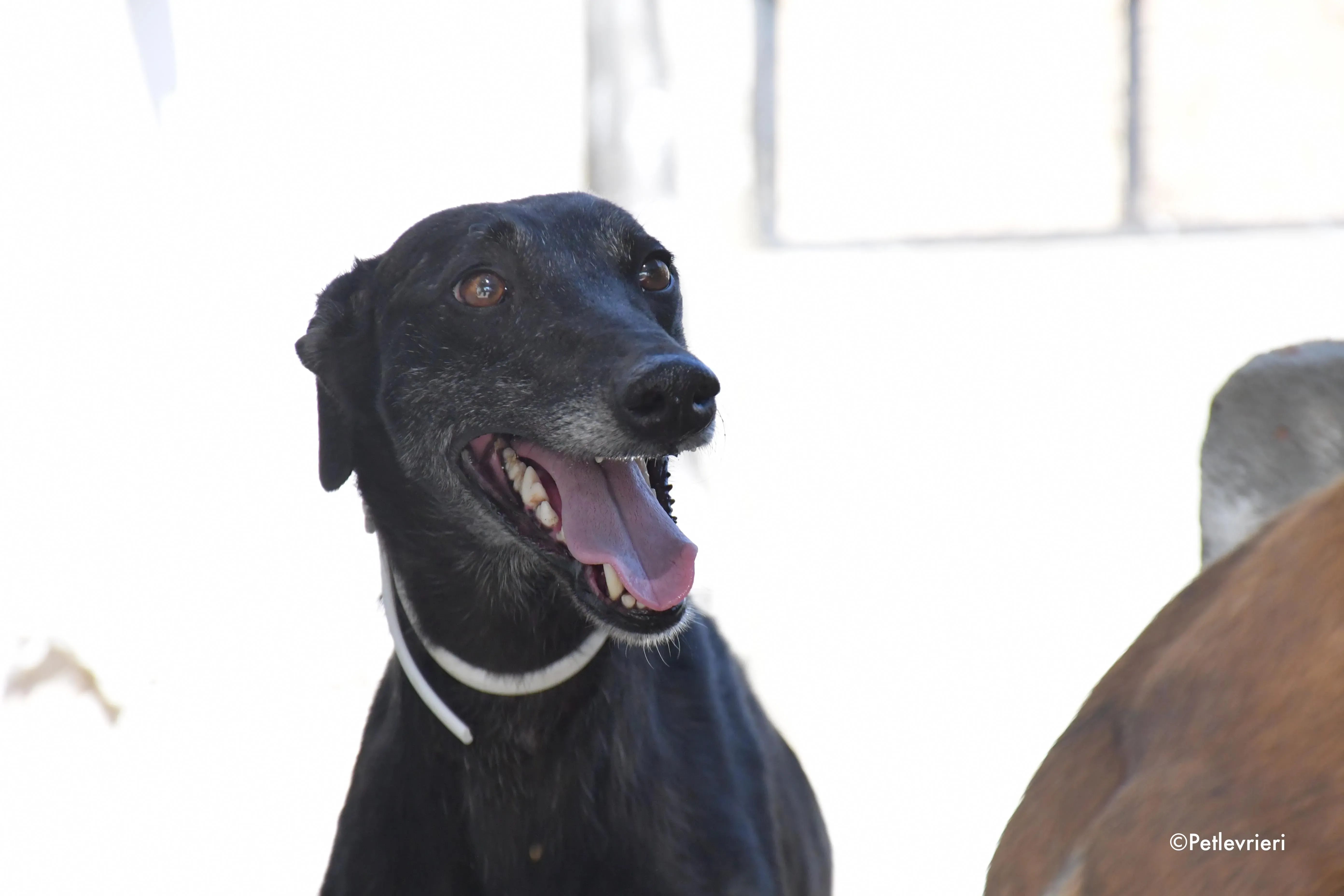 valentin adozione levrieri galgo 16