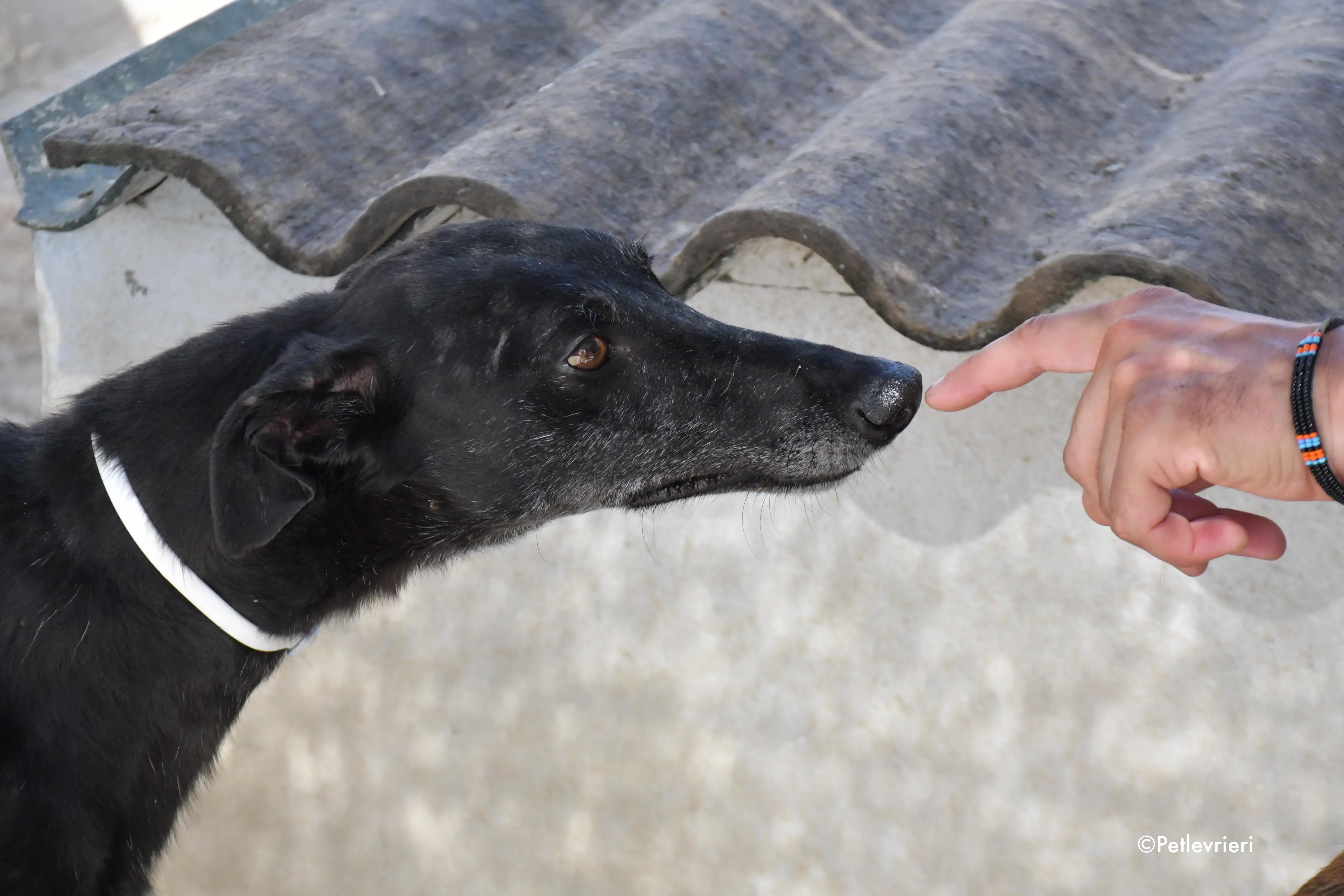 valentin adozione levrieri galgo 17