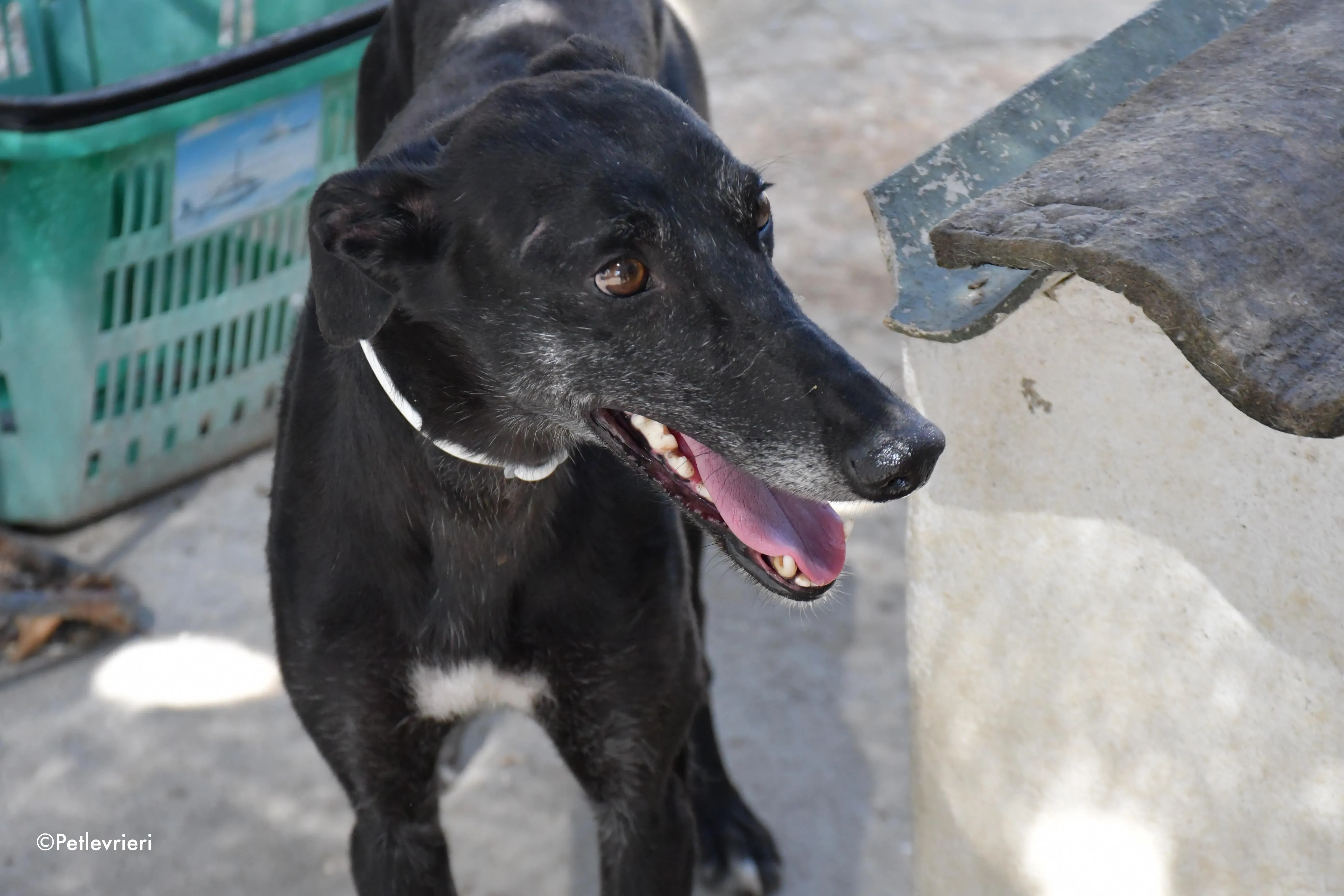 valentin adozione levrieri galgo 18